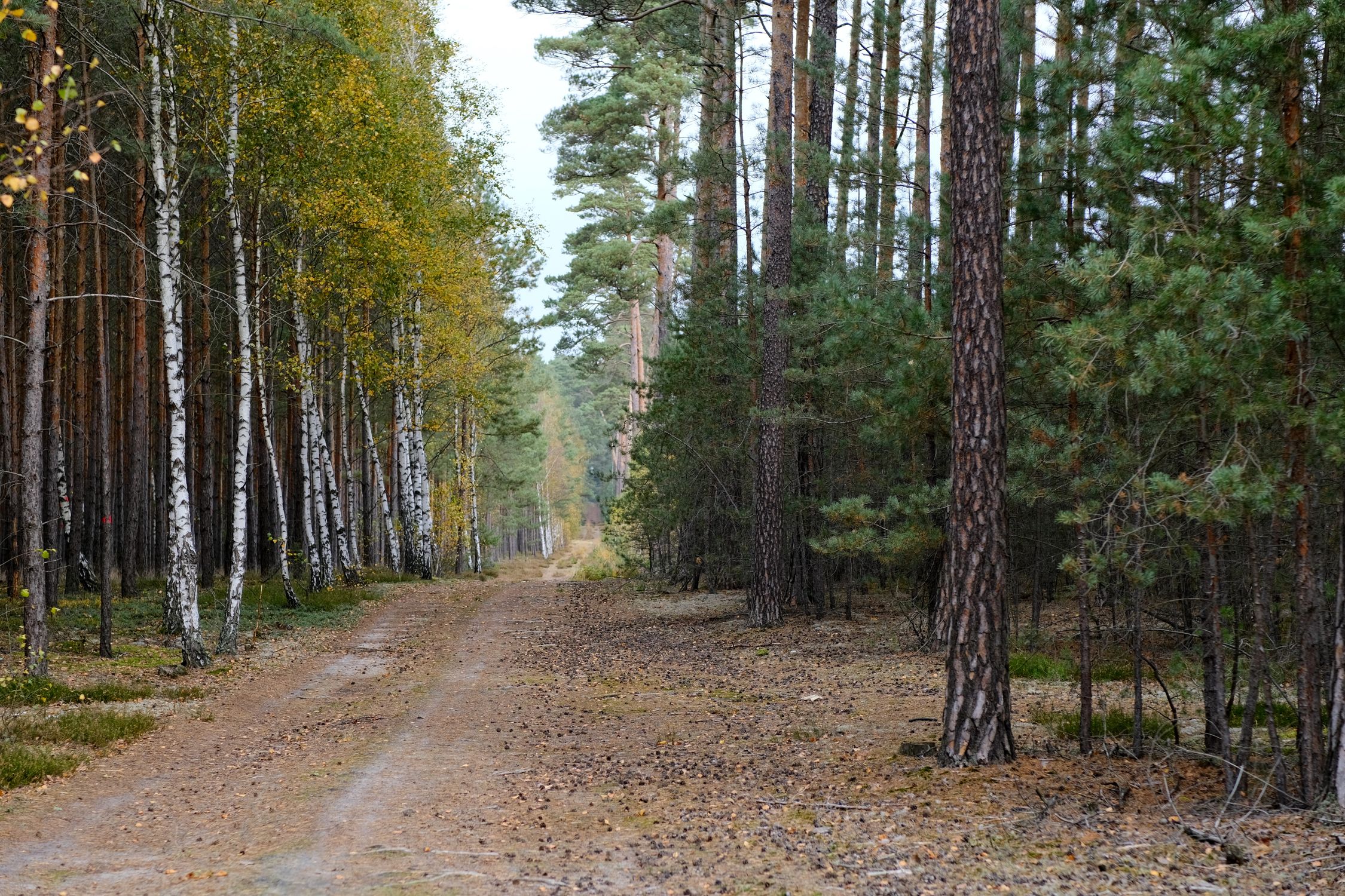 Serene Forest Path in Autumn Woods · Free Stock Photo