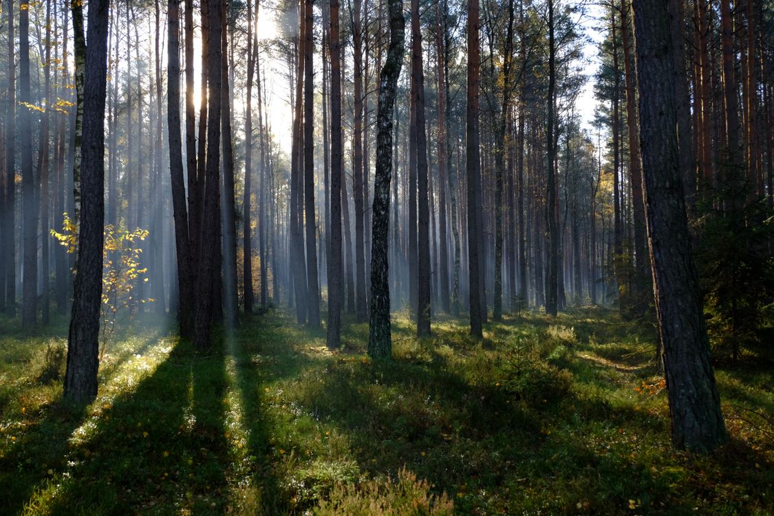 Serene Pine Forest with Sunlight Filtering Through · Free Stock Photo