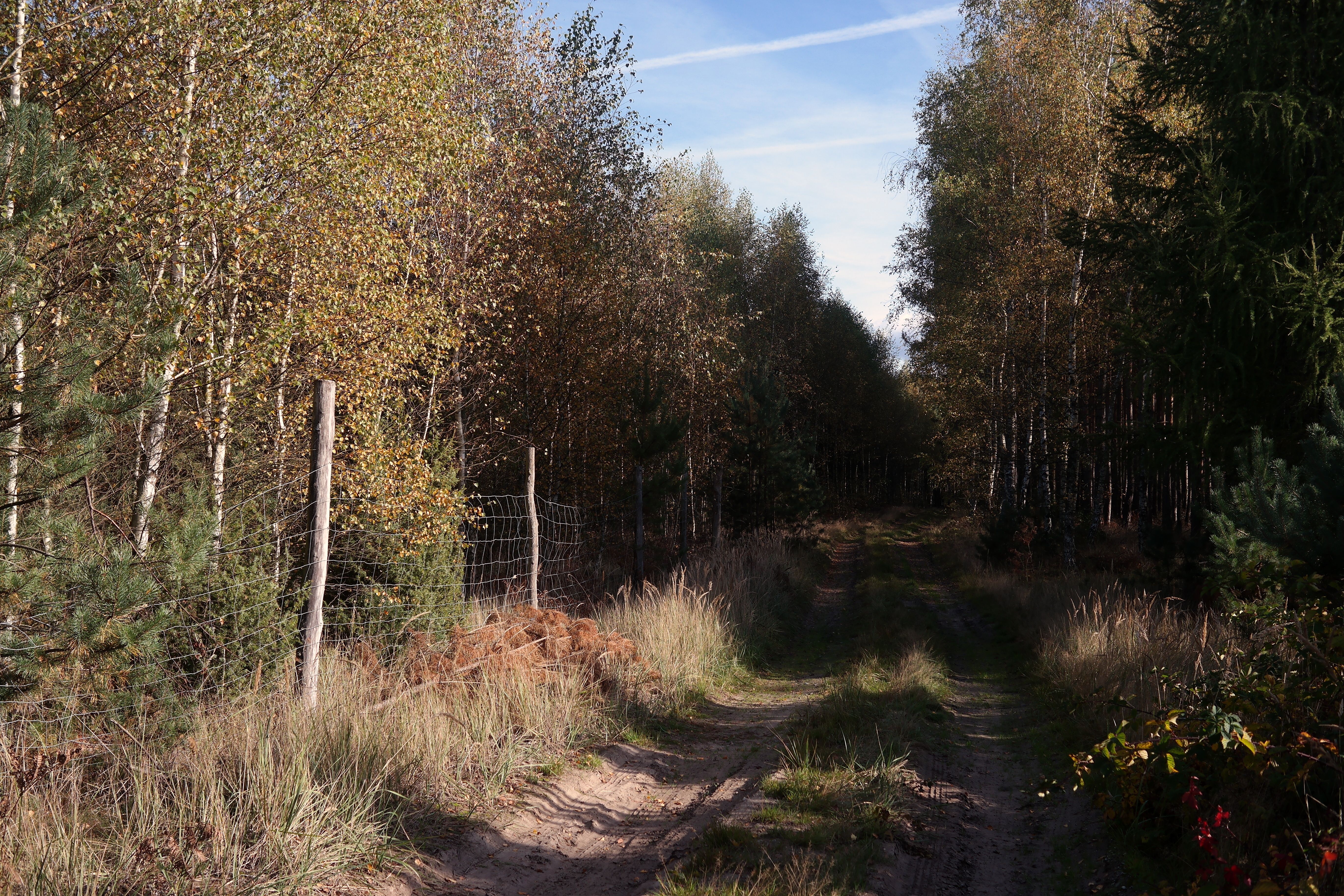 Tranquil Forest Path in Early Autumn · Free Stock Photo