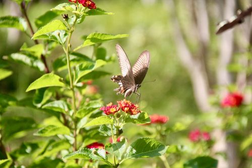 Free A butterfly perched on red flowers amid green leaves in a sunlit garden. Stock Photo