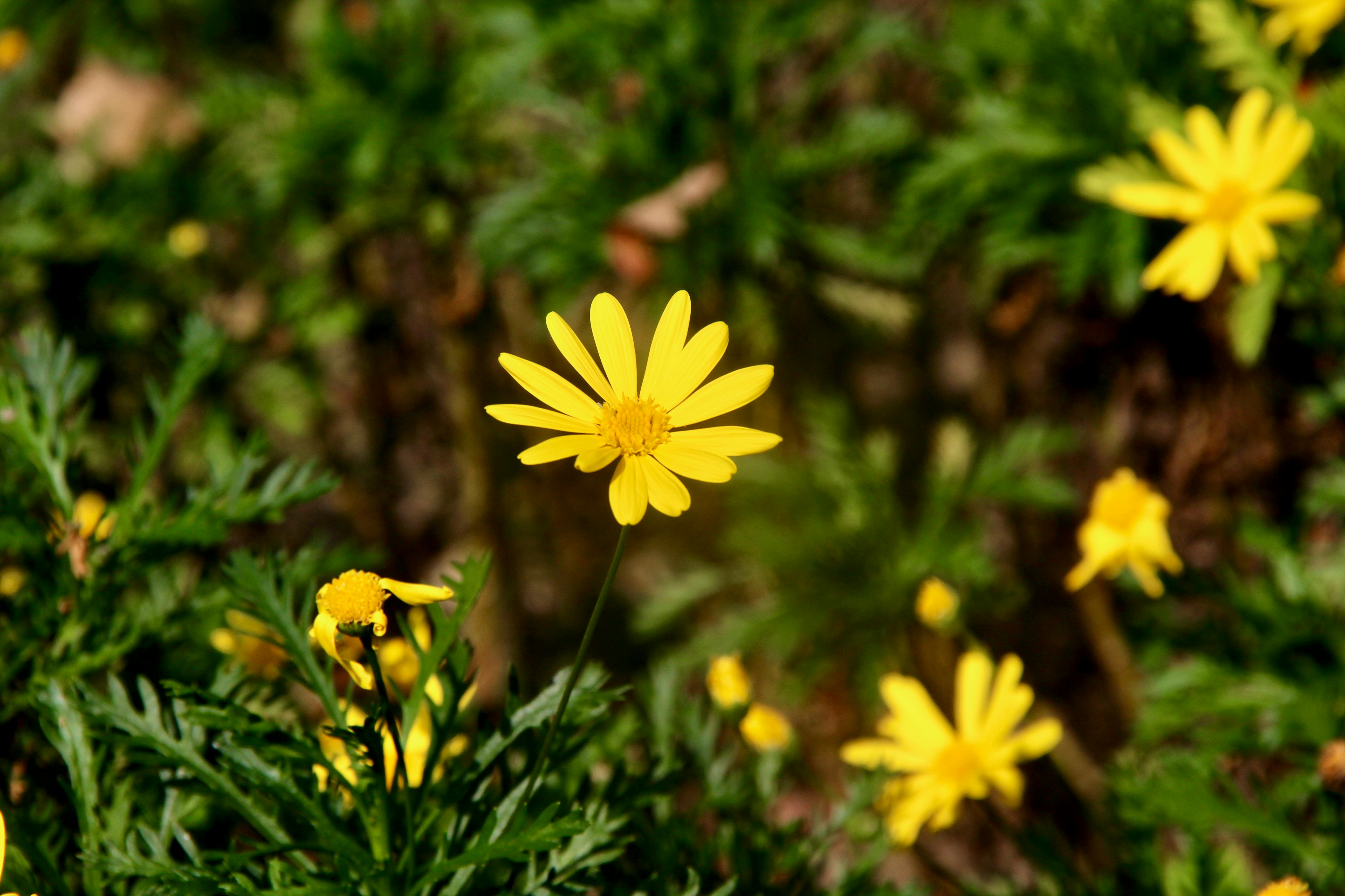 生活：新北芒花季限定銀白花海美景大公開