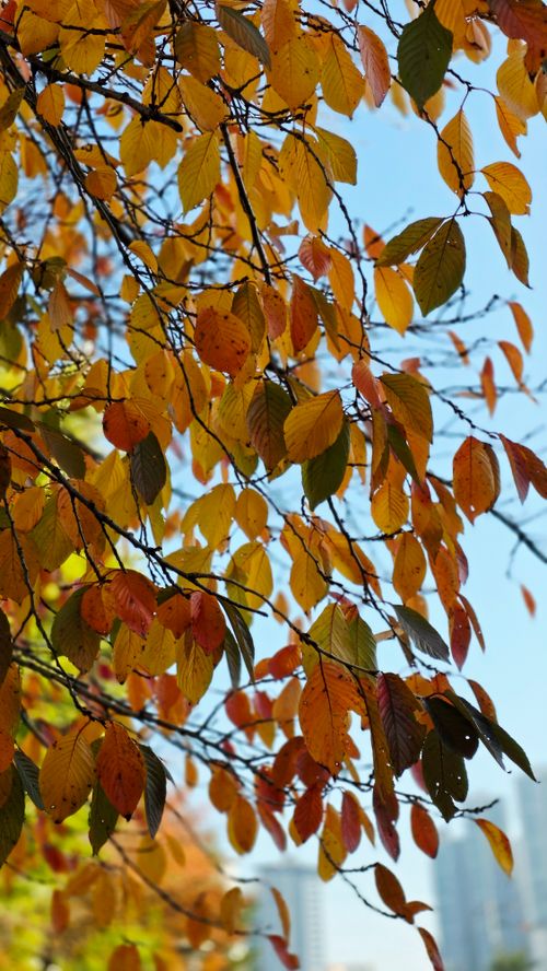 Free Vibrant autumn leaves with skyscrapers peeking through, showcasing nature's beauty. Stock Photo