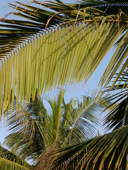 Free Bright sunlight filters through lush green palm leaves, creating a tropical vibe. Stock Photo