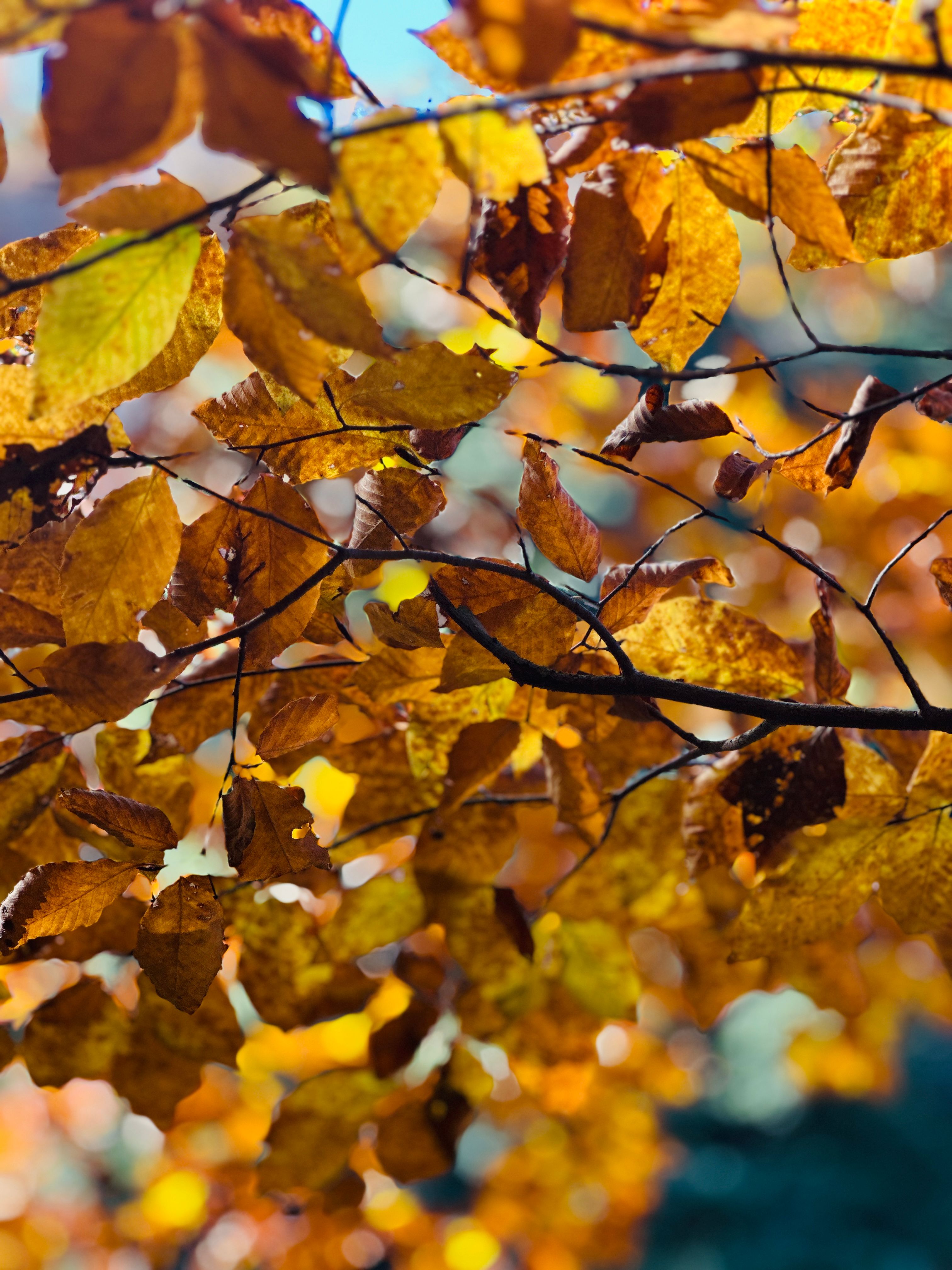 Golden Autumn Leaves in Sunlight · Free Stock Photo
