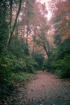 A misty forest path surrounded by autumn foliage, perfect for tranquil walks.