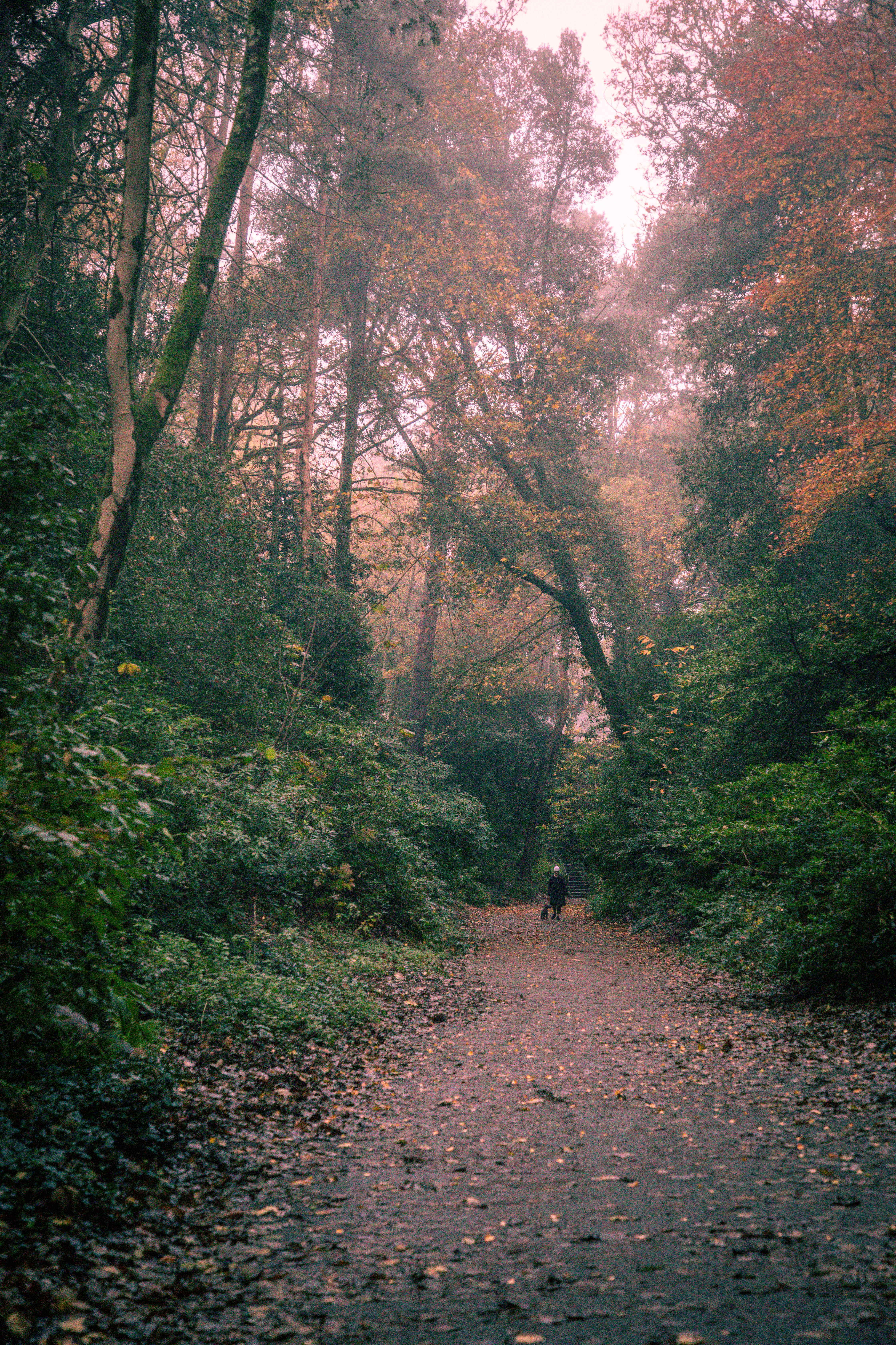 Misty Autumn Forest Path in Bournemouth · Free Stock Photo