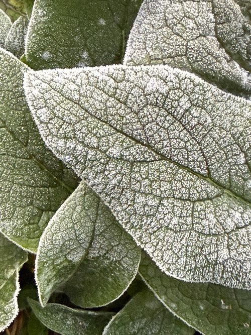 Free Detailed macro shot of green leaves covered in frost, showcasing natural textures. Stock Photo