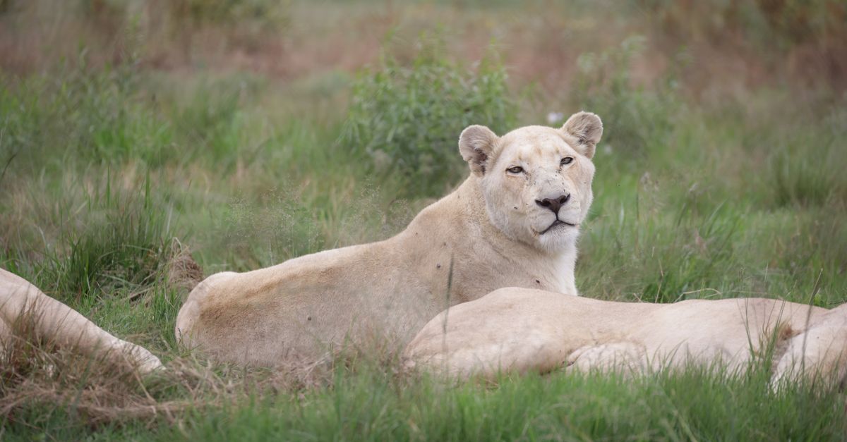 Best Kenya Safari Packages from India 2026 — Complete Guide