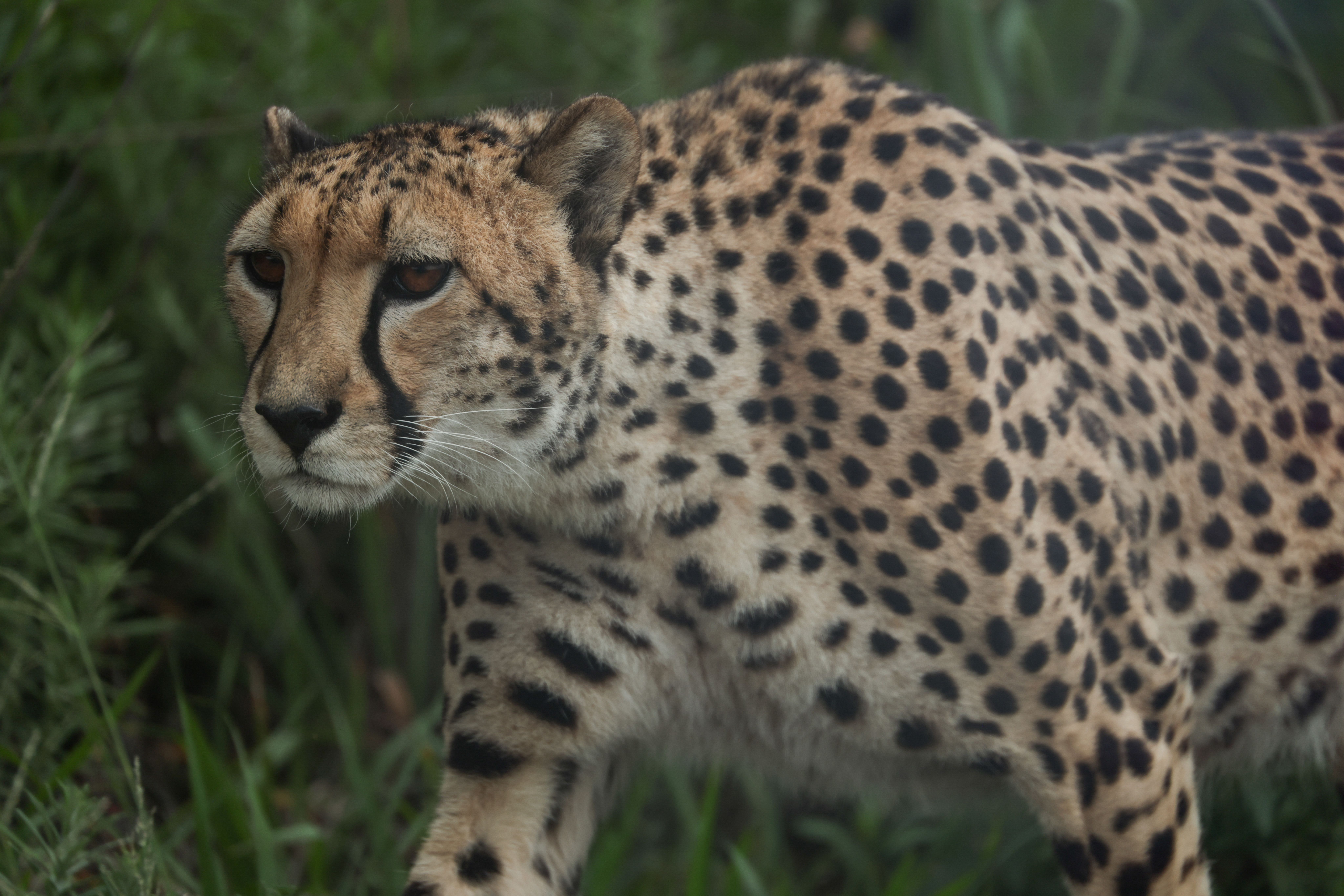 Close-Up of a Cheetah in Natural Habitat · Free Stock Photo