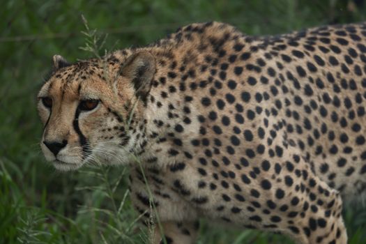 A close-up image of a cheetah showing its distinctive spotted coat in the wild.