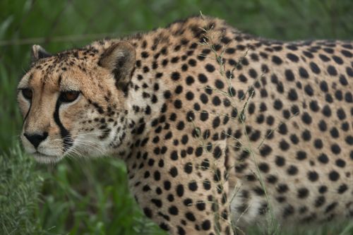 Free A detailed close-up of a cheetah showcasing its distinctive spots in a natural habitat. Stock Photo