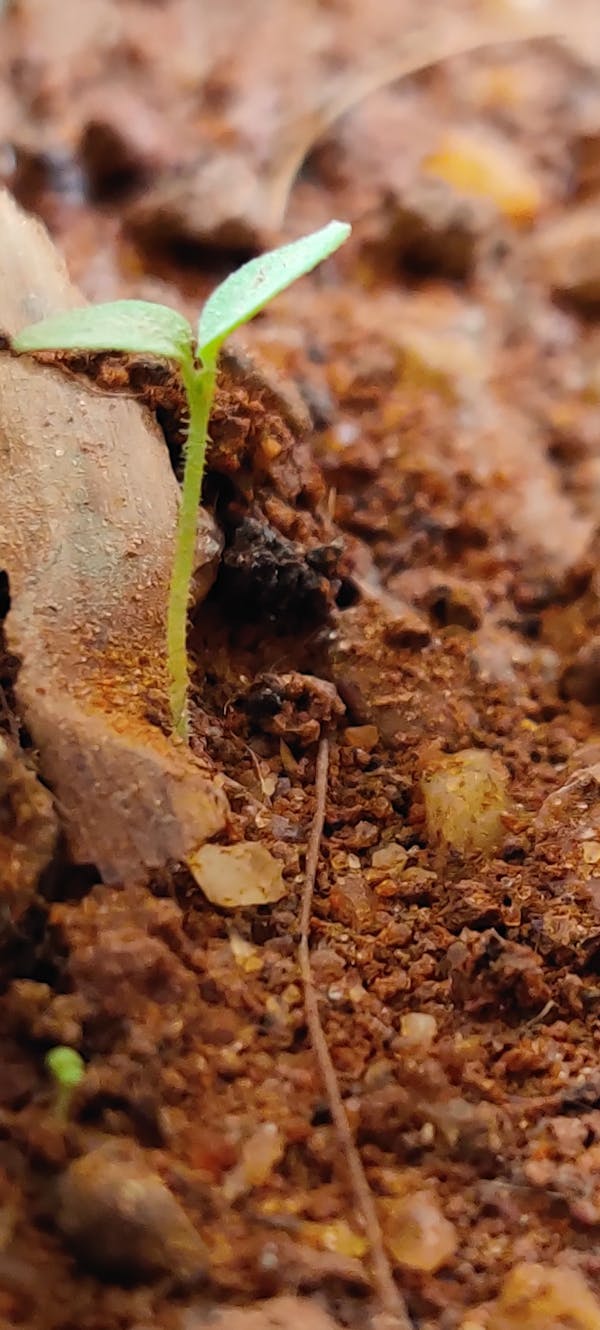 에이다 코인 카지노 trust dice - 바카라무료체험