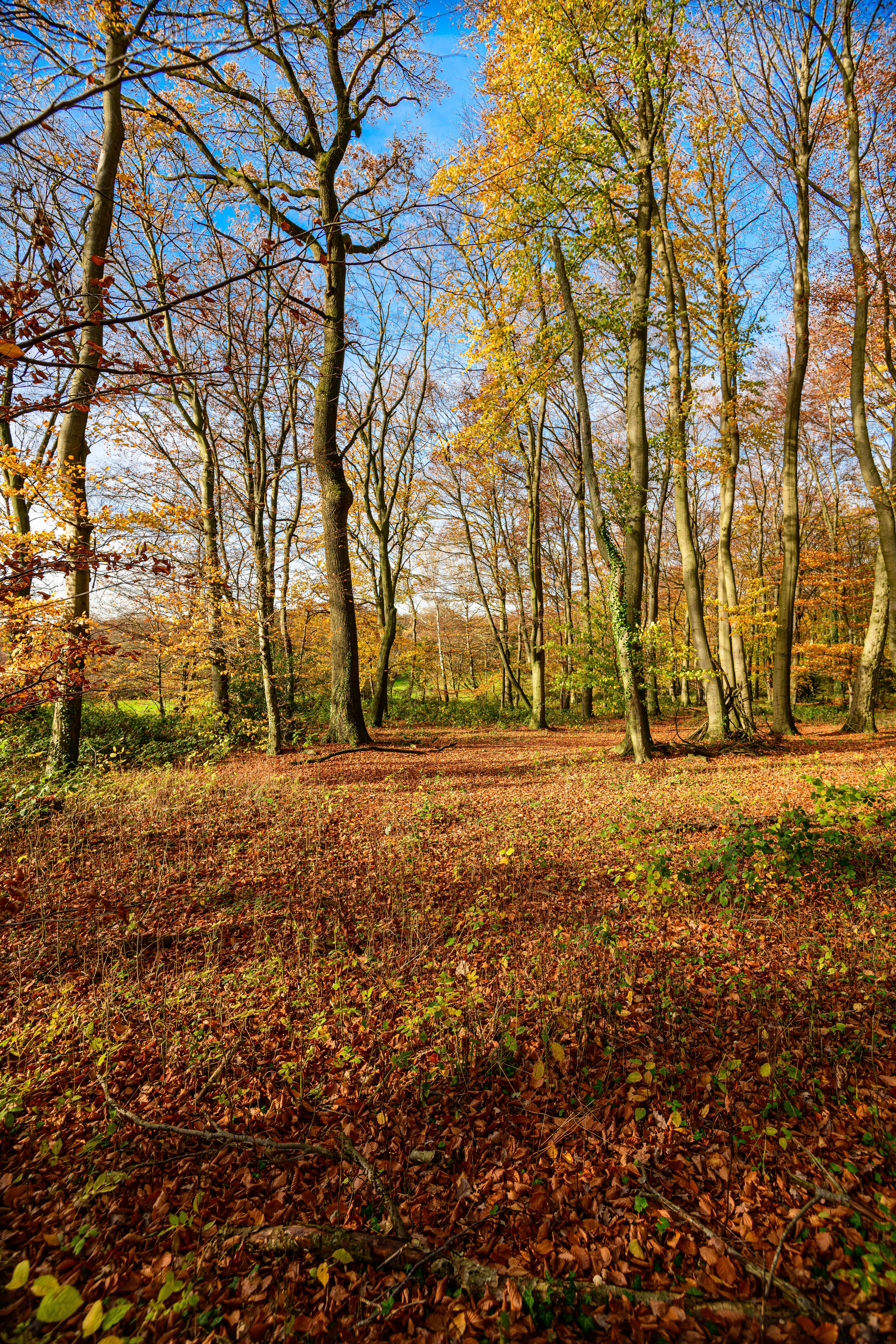 Autumn Forest with Sunlit Foliage and Blue Sky · Free Stock Photo