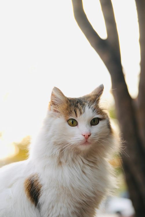Free Serene portrait of a fluffy white cat sitting outdoors in sunlight, creating a warm and peaceful vibe. Stock Photo