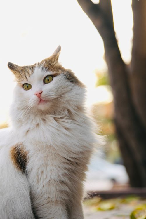 Free A long-haired cat with green eyes sits majestically outdoors in morning sunlight. Stock Photo