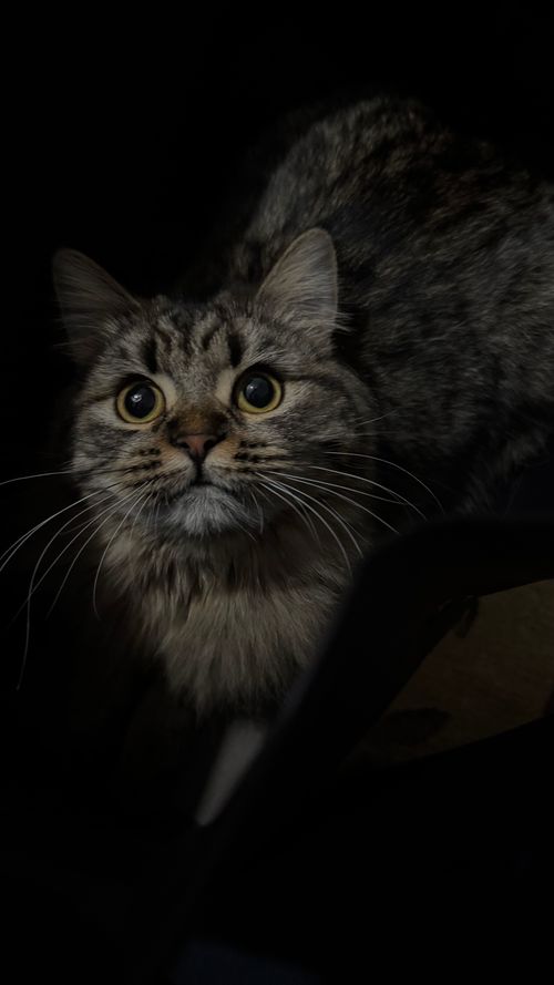 Free Close-up of a tabby cat with wide eyes peering out from the shadows. Stock Photo