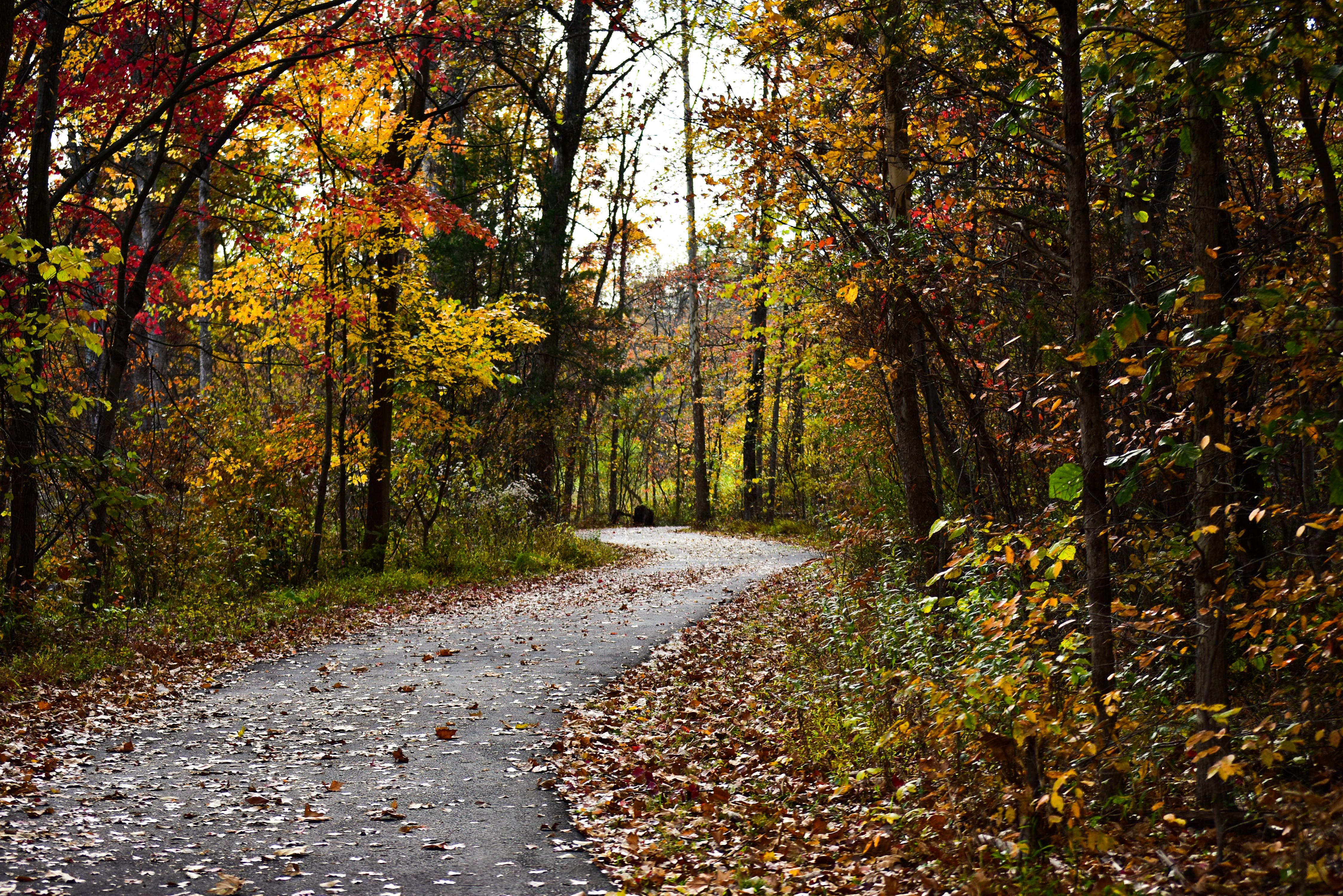 Explore a winding path through a vibrant autumn forest with colorful leaves in Herndon, Virginia.
