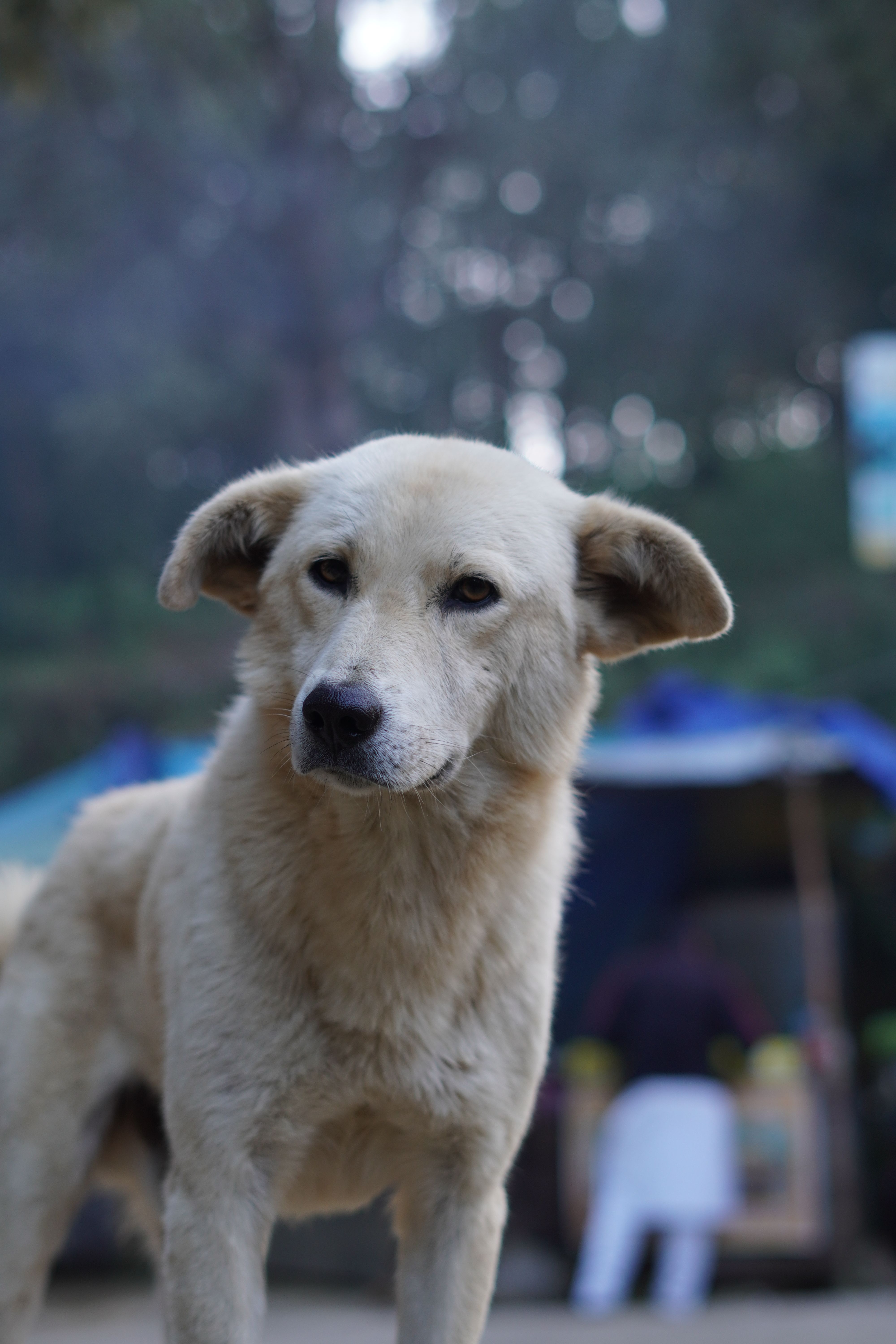 Pets & Companions