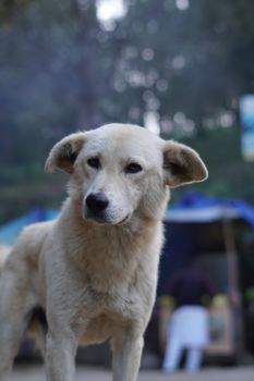 Portrait of a street dog standing outdoors in Uttarakhand, India, surrounded by lush greenery.