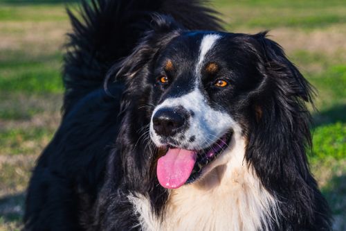 Free Close-up of a happy black and white dog with pink tongue outdoors in a grassy park. Stock Photo