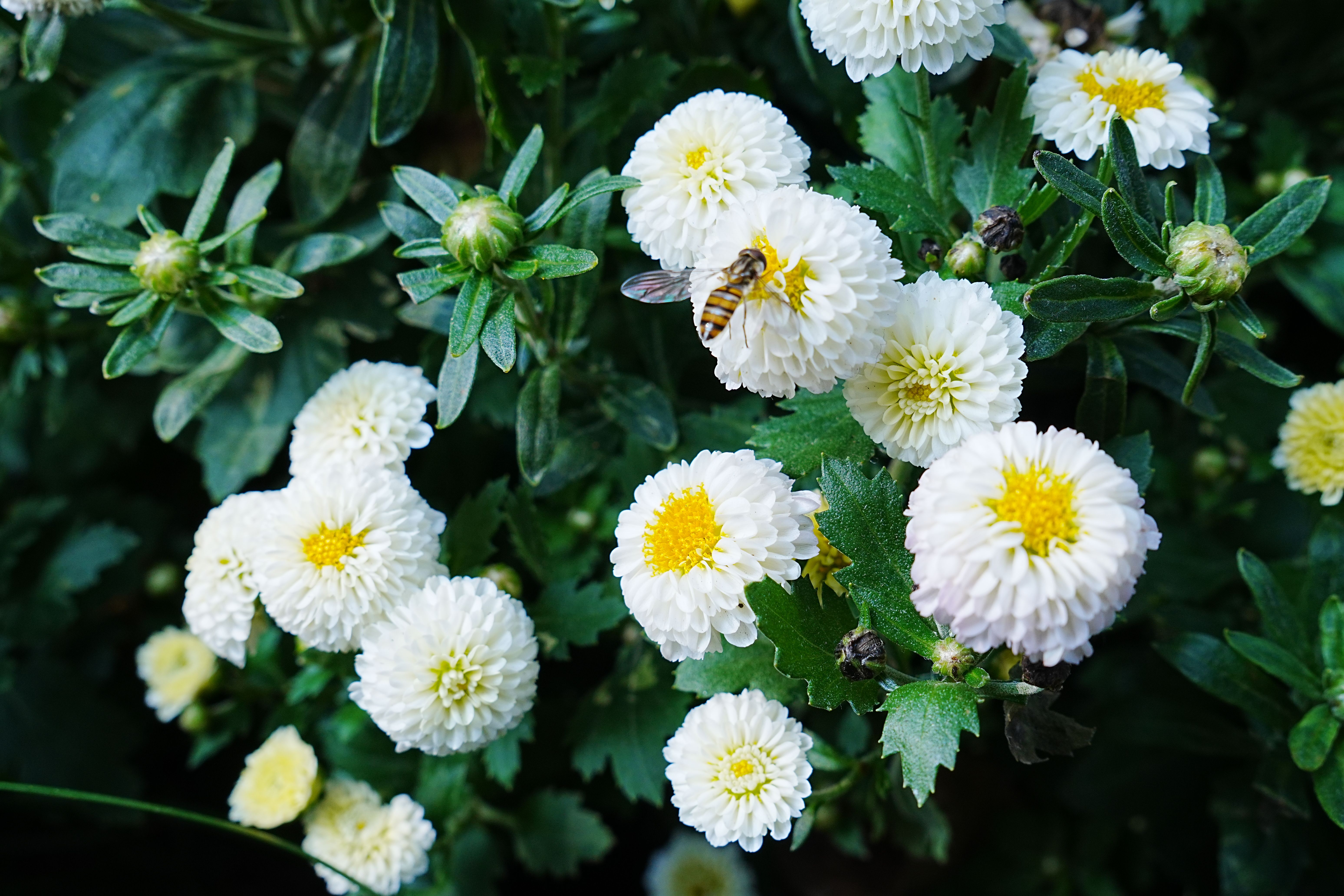 Embracing the Joy of Summer Solstice Celebrations