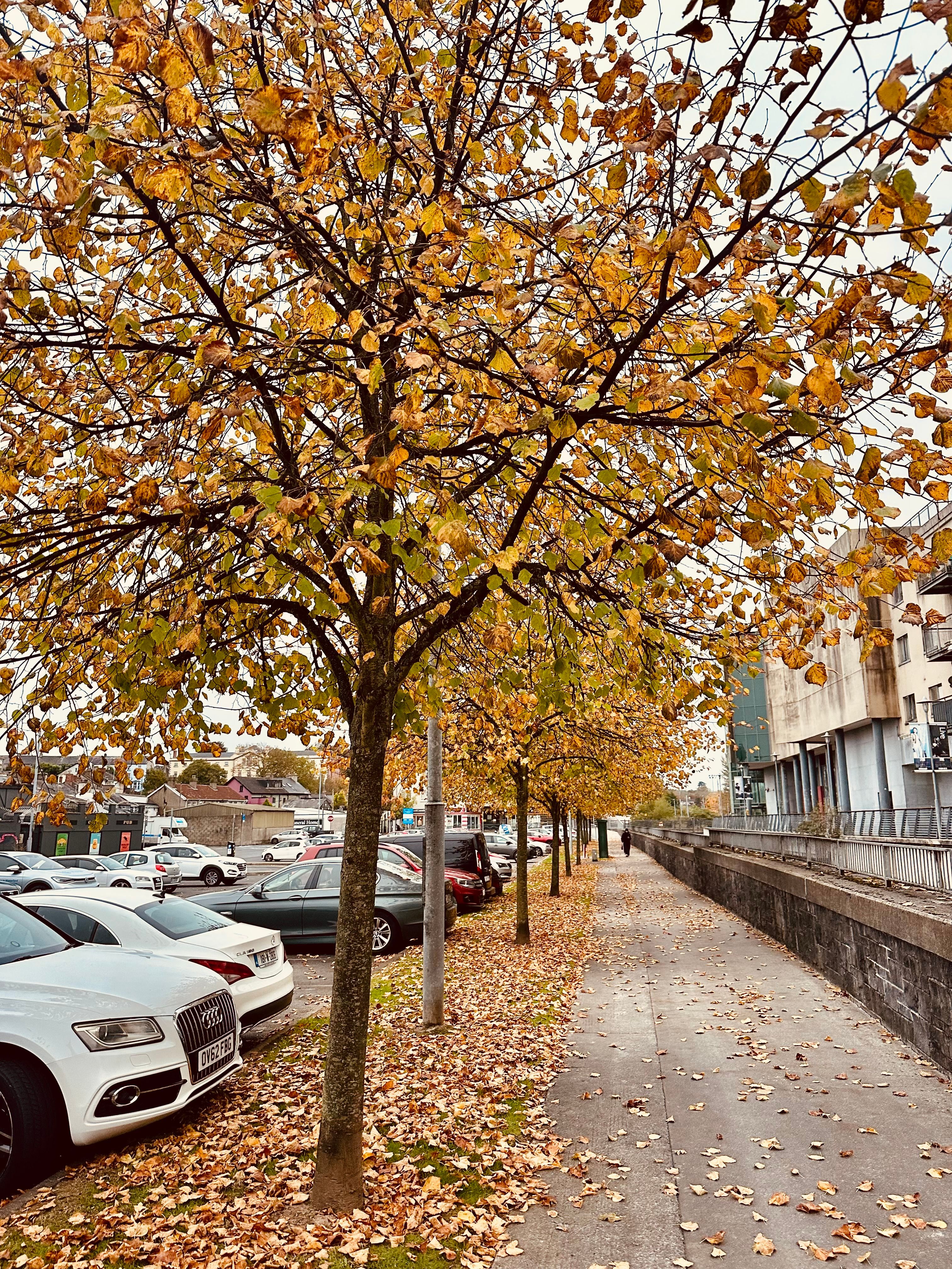 Autumn Street View with Golden Foliage · Free Stock Photo