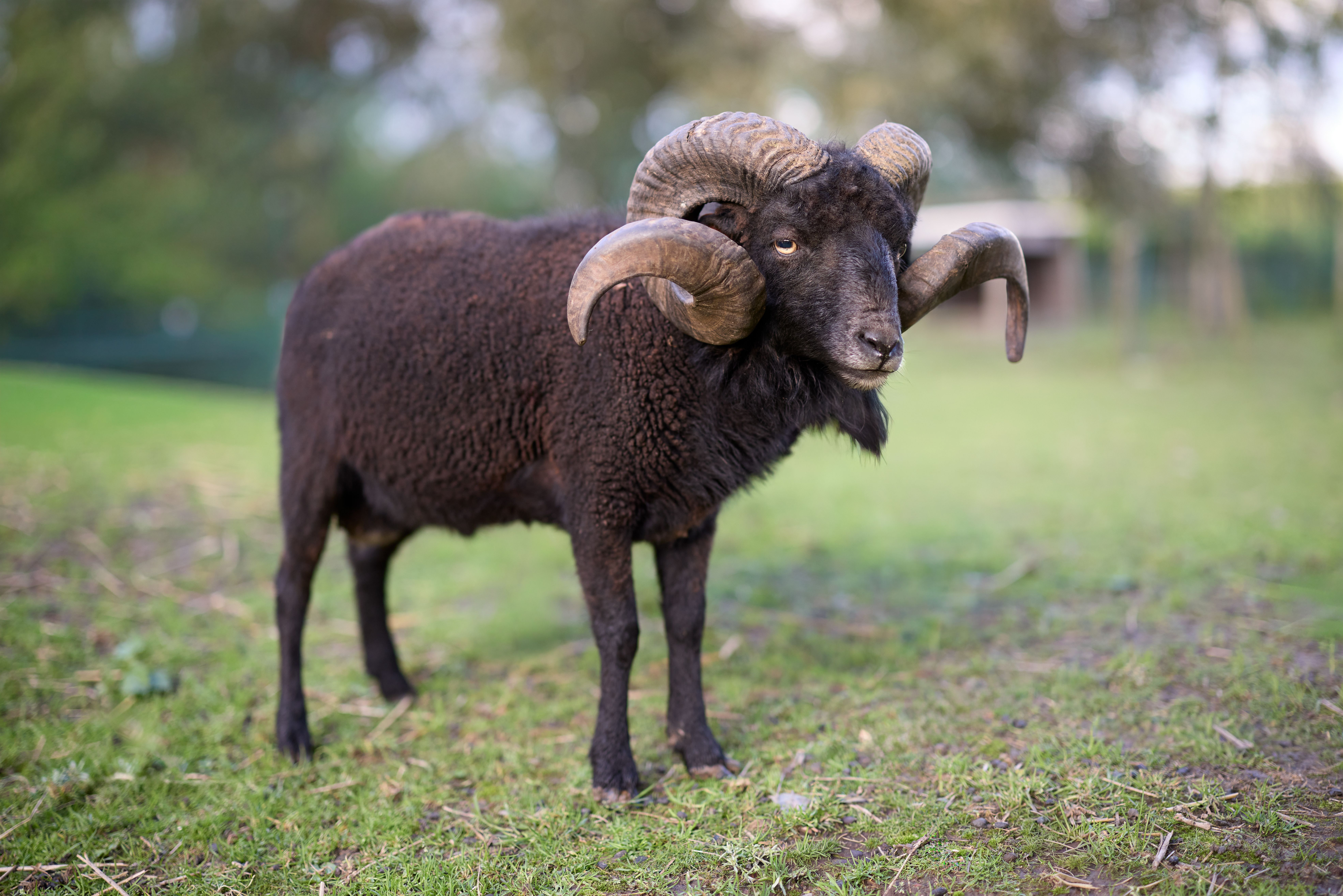 A captivating portrait of a majestic Ouessant ram with curled horns grazing in a lush green pasture.