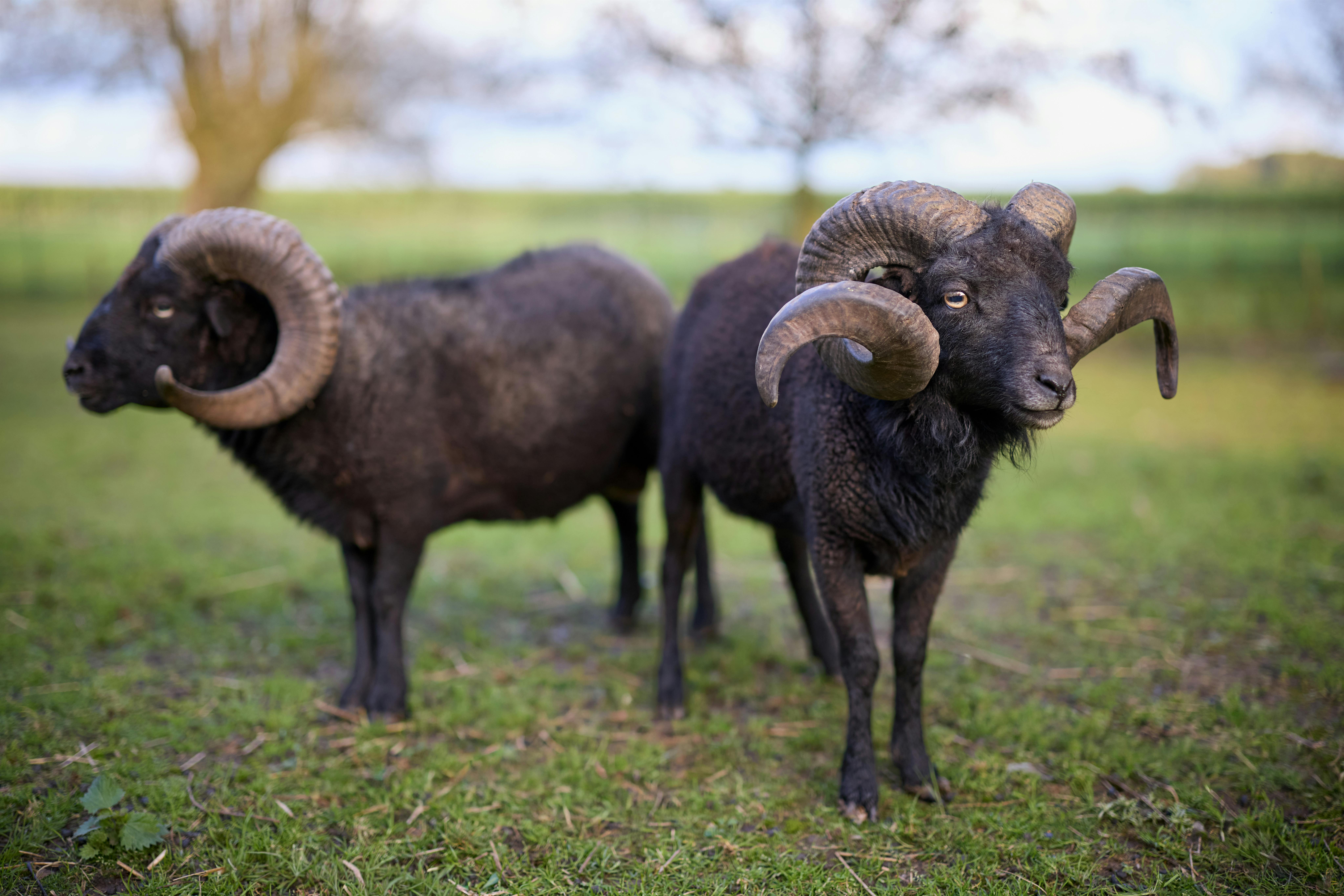 Gratuit Deux béliers noirs aux cornes recourbées se tiennent debout dans un champ verdoyant, illustrant la beauté de l'élevage rural. Photos