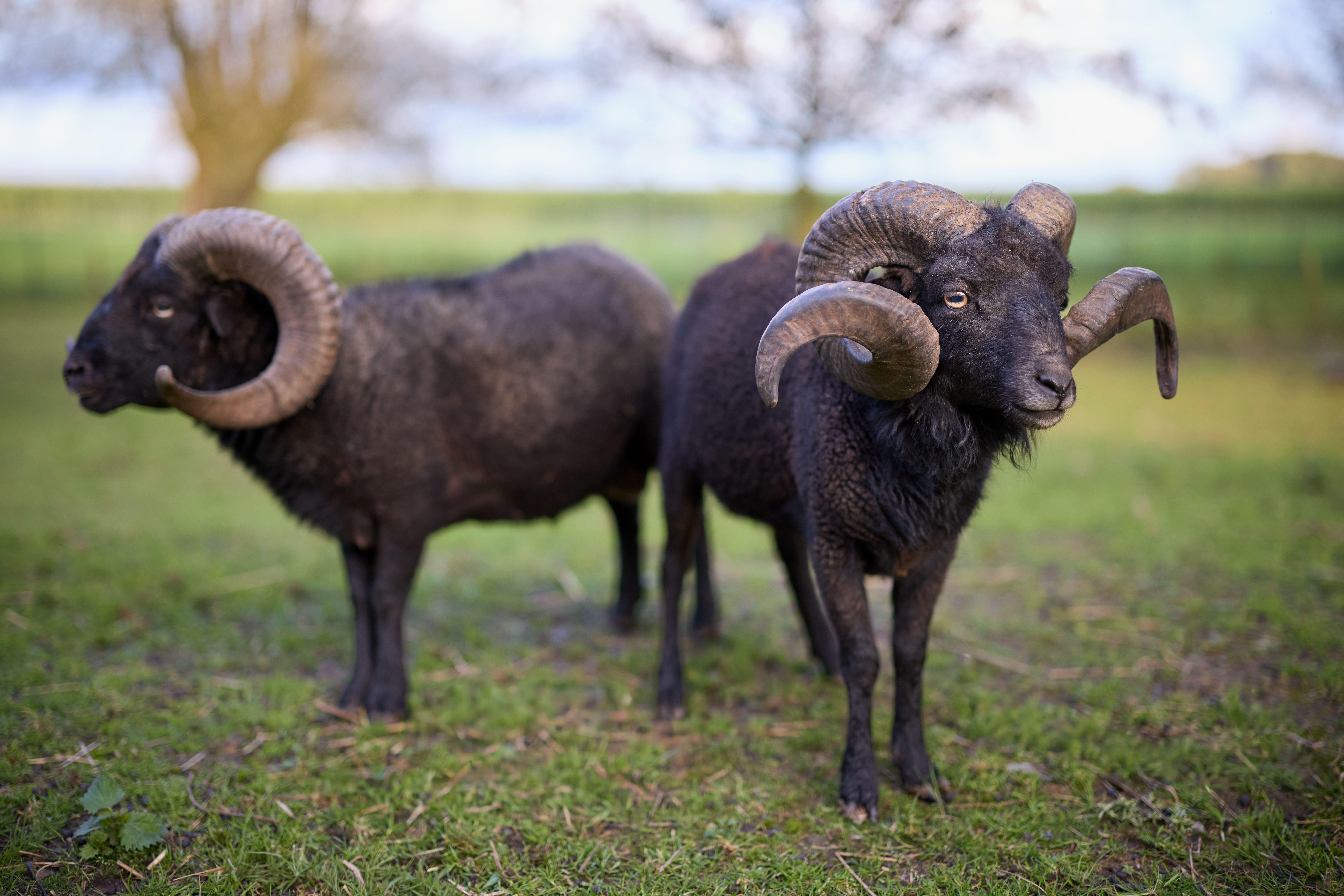 Majestic Black Rams Grazing in a Field · Free Stock Photo