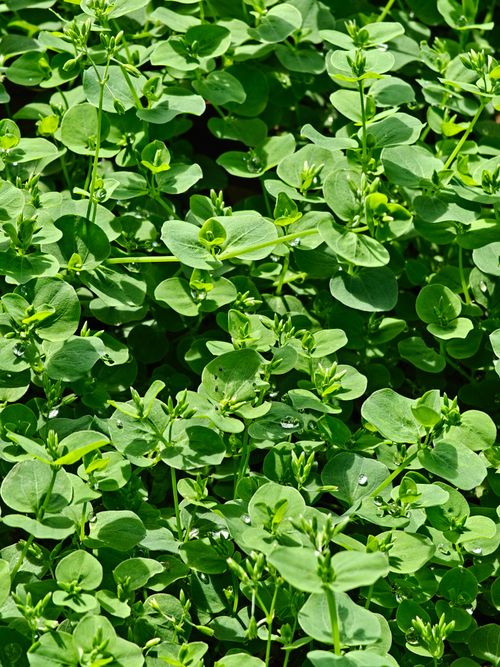 Free Close-up of lush Purslane leaves with morning dew, showcasing vibrant greenery. Stock Photo