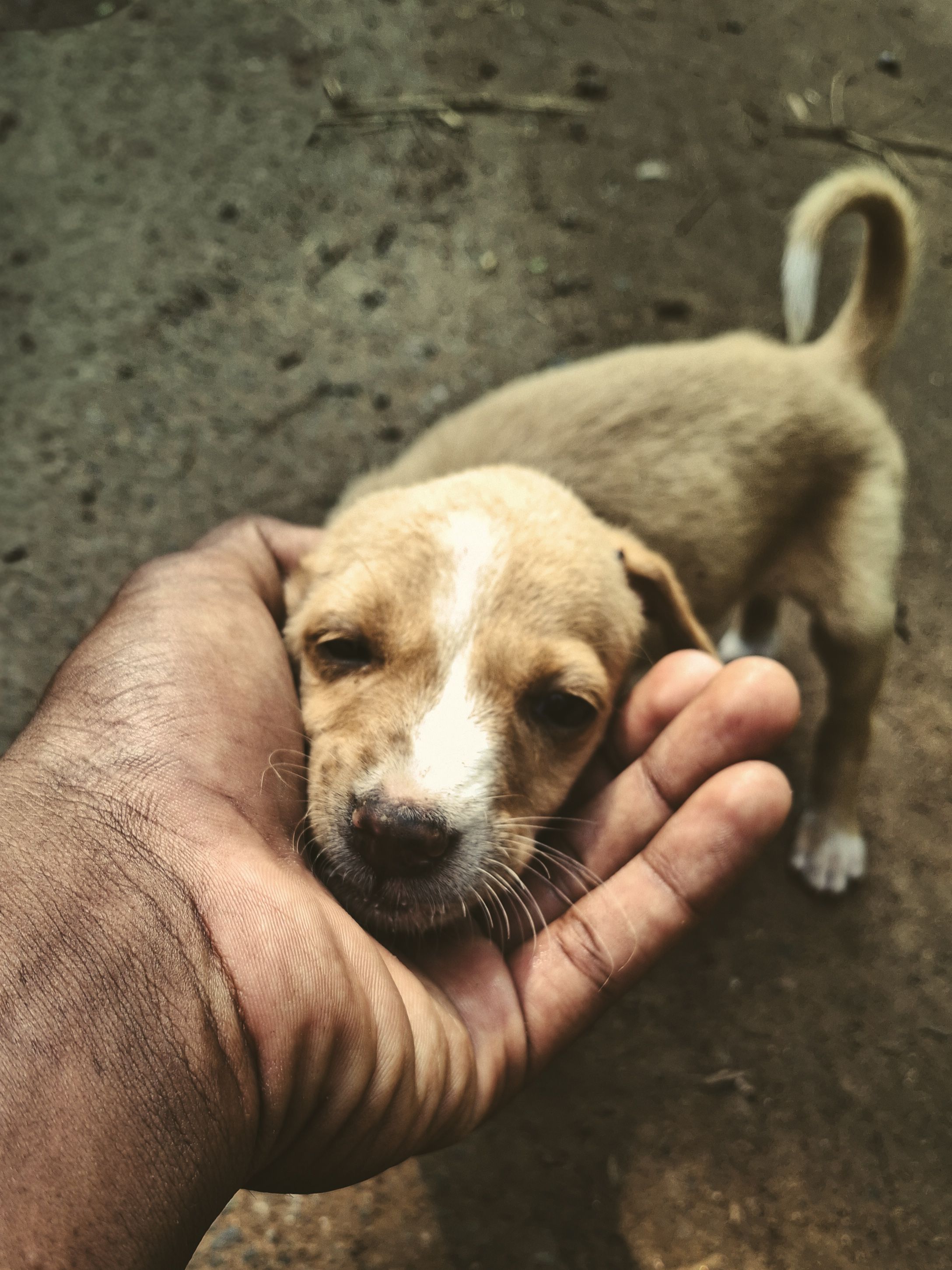De franc Cadell adorable agafat per una mà a l'aire lliure a Kanniyakumari, Índia. Foto d'estoc