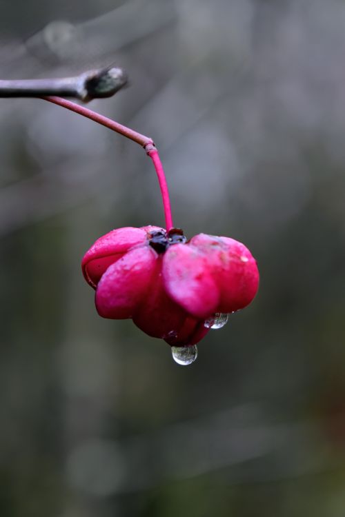Free Close-up of pink fruit with dew drop on a branch, capturing nature’s beauty in Heyerode, Germany. Stock Photo