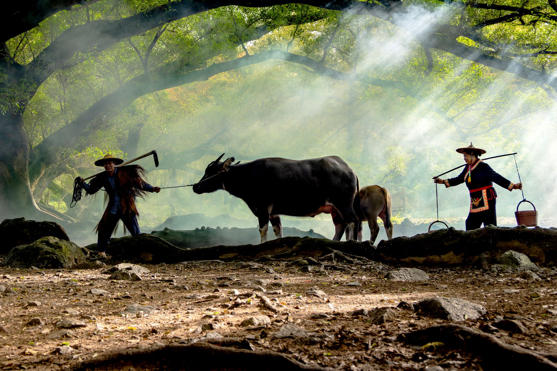 Two farmers guiding their oxen through a misty forest in the early morning light.