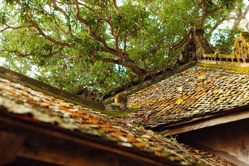 Free Traditional roof covered with foliage under lush trees, capturing warm sunlight. Stock Photo