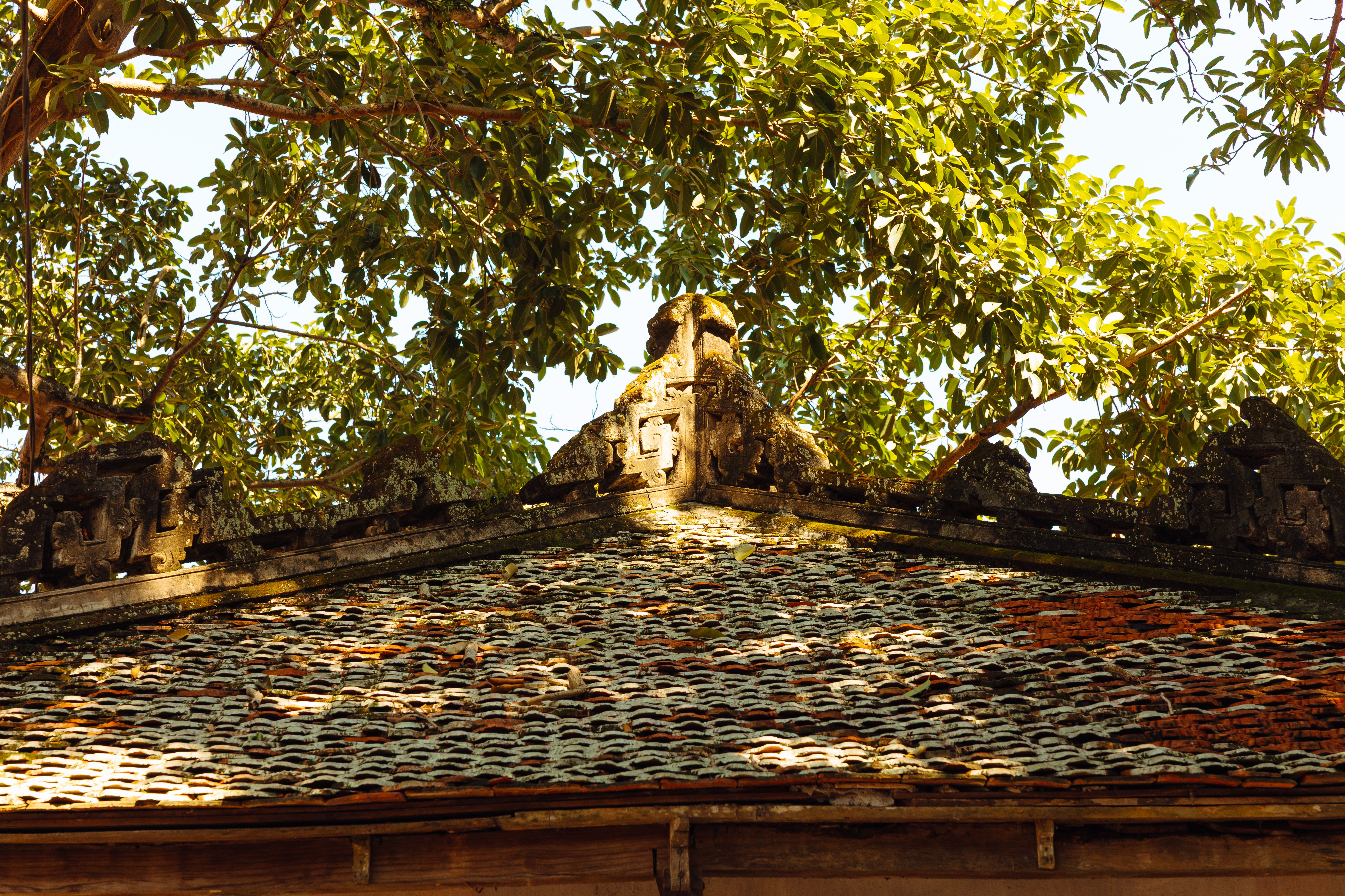 A traditional roof adorned with vivid green foliage, showcasing intricate architectural details under natural sunlight.