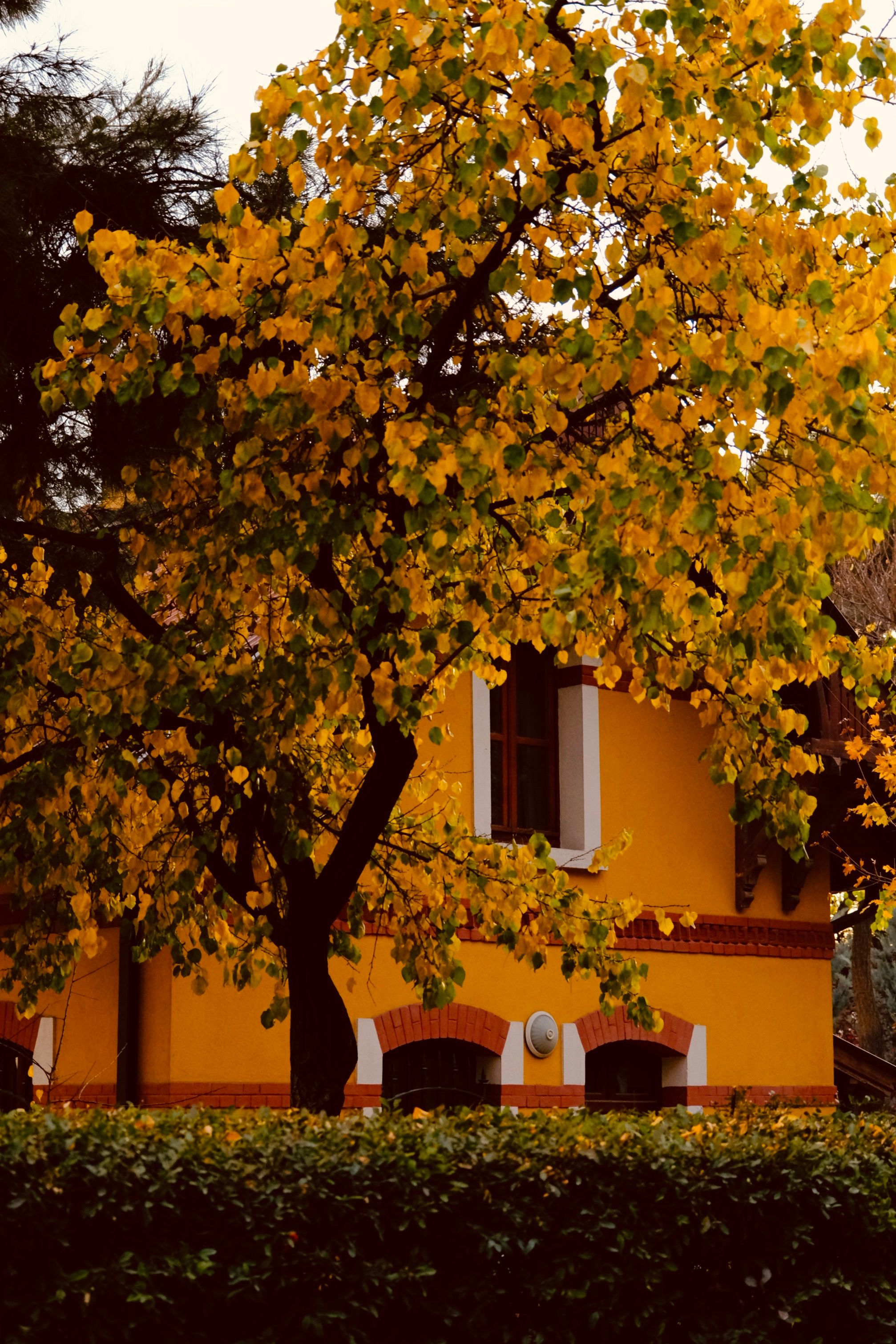Charming Yellow House Surrounded by Autumn Leaves · Free Stock Photo