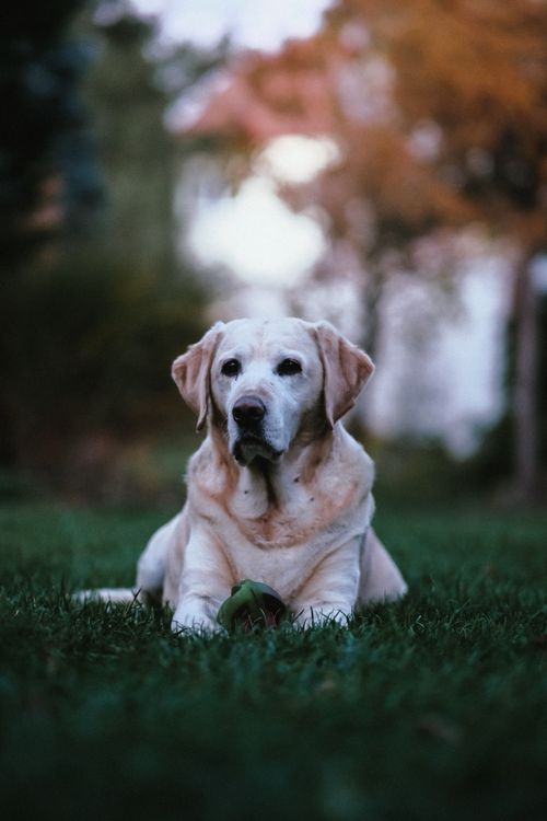 Golden Retriever Lying on Grass in Autumn · Free Stock Photo