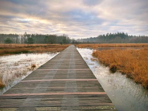 Free Scenic view of a wooden boardwalk leading through serene wetlands under a cloudy sky in the Netherlands. Stock Photo
