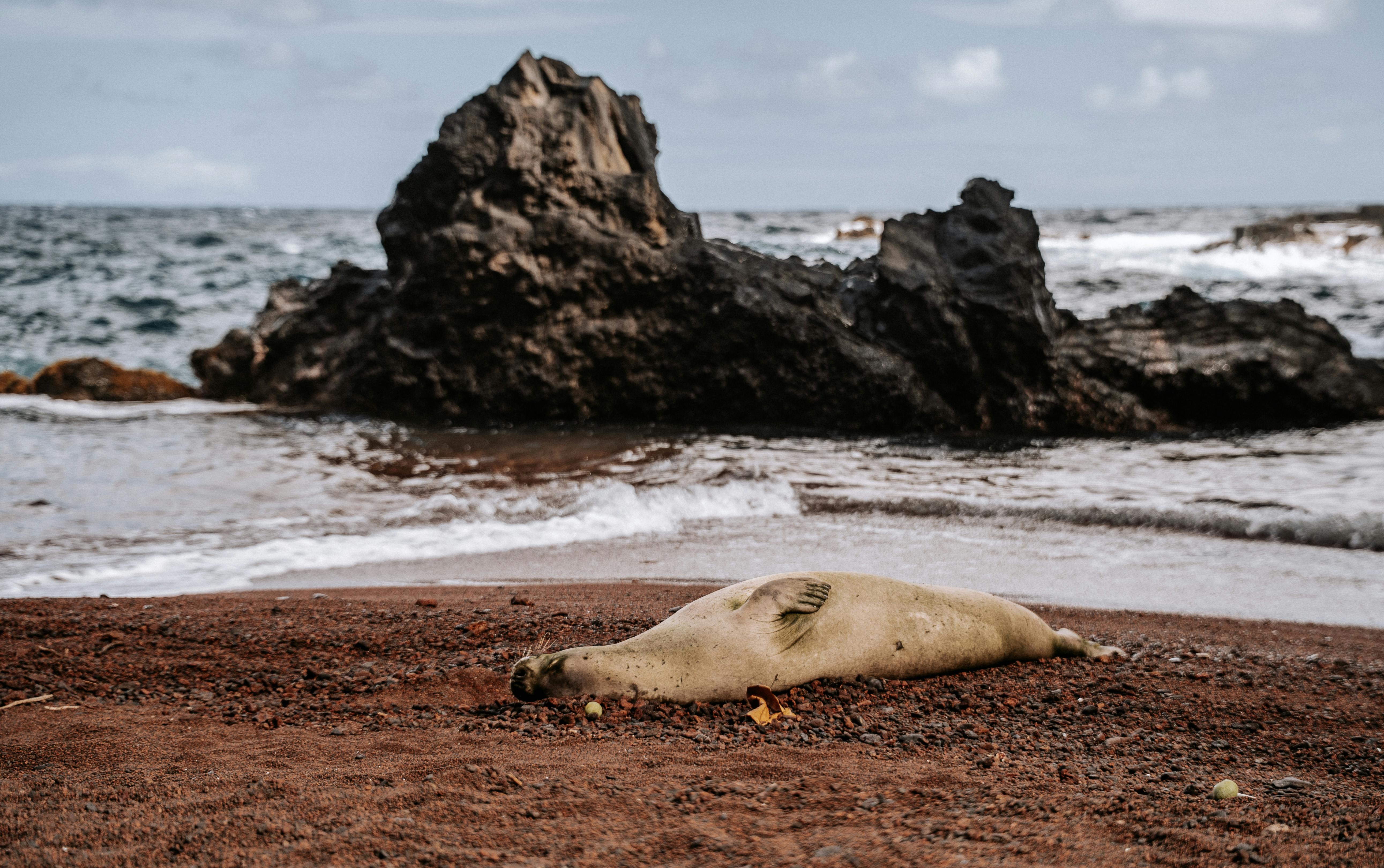 Mediterranean monk seal resting on rocks