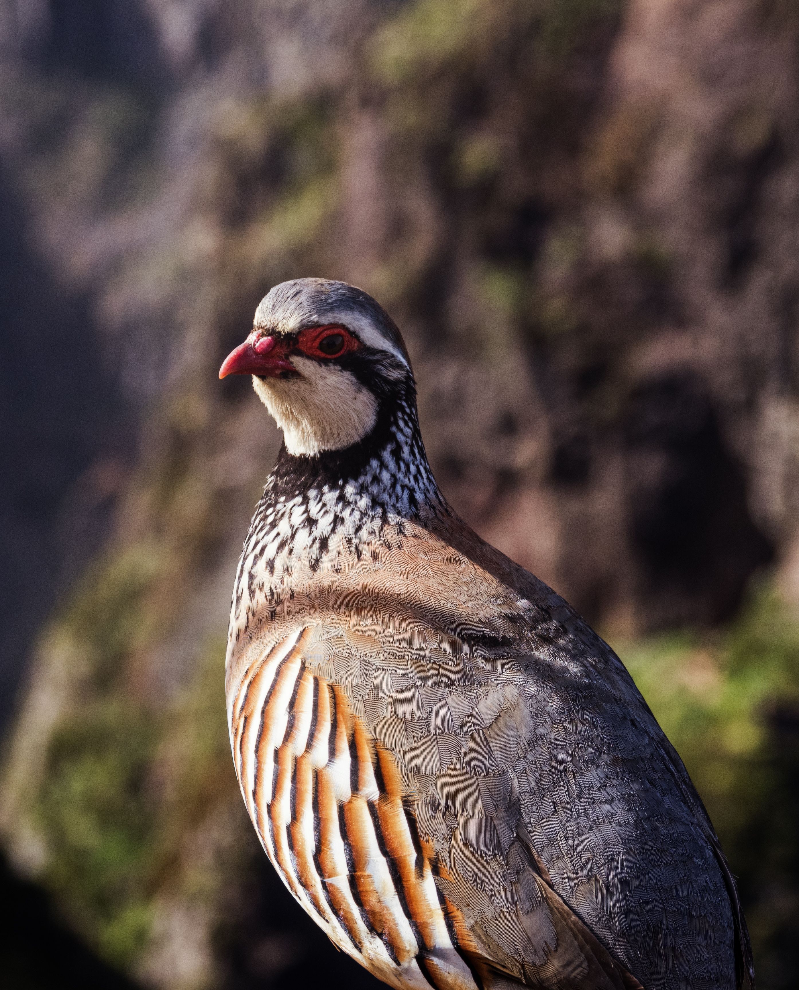 Close-up Portrait of a Red-legged Partridge · Free Stock Photo