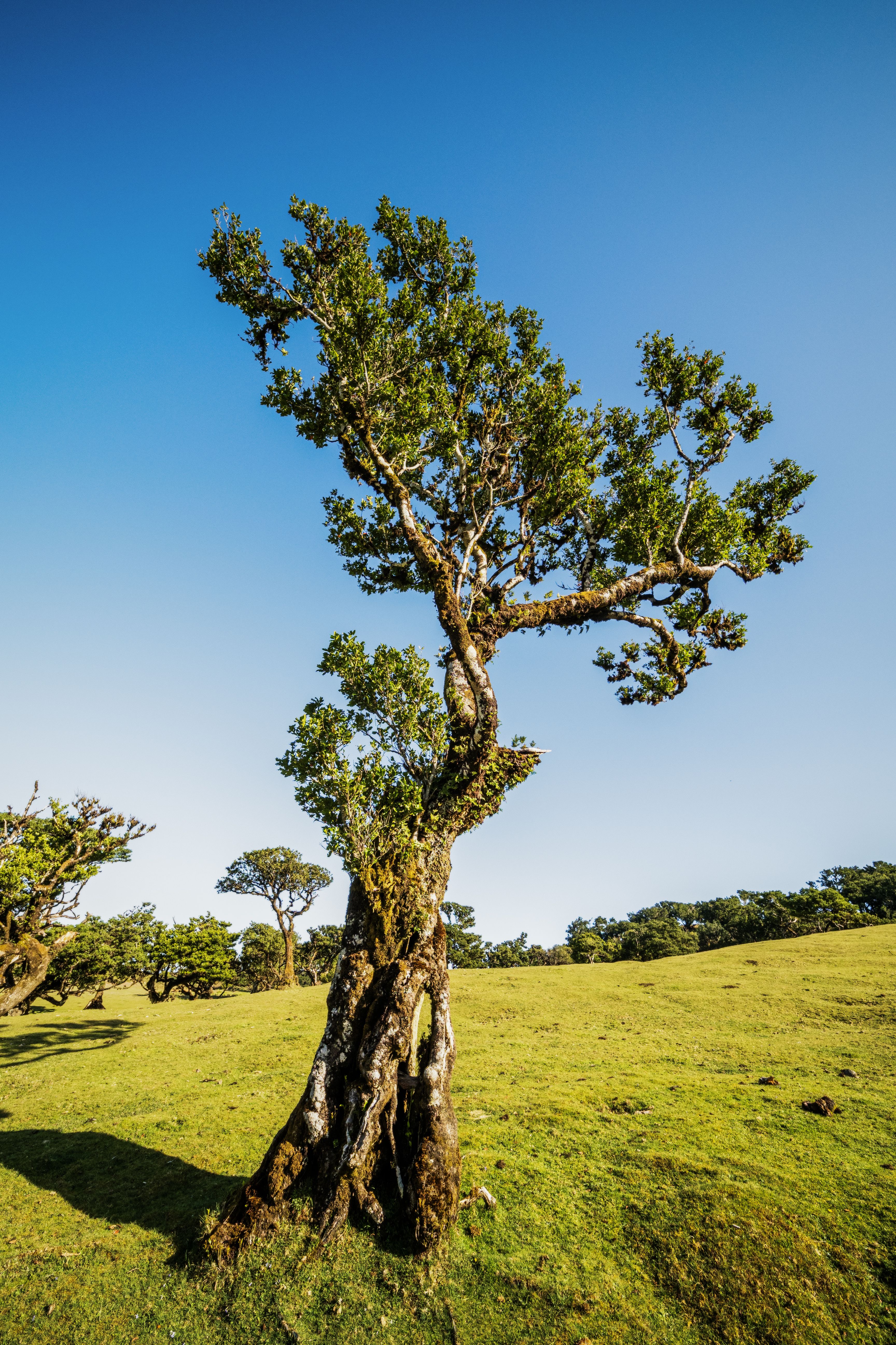 Majestic Tree on Rolling Green Hill under Blue Sky · Free Stock Photo