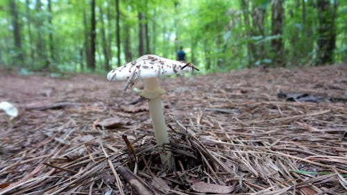 Free stock photo of brown, forest mushroom, georgia