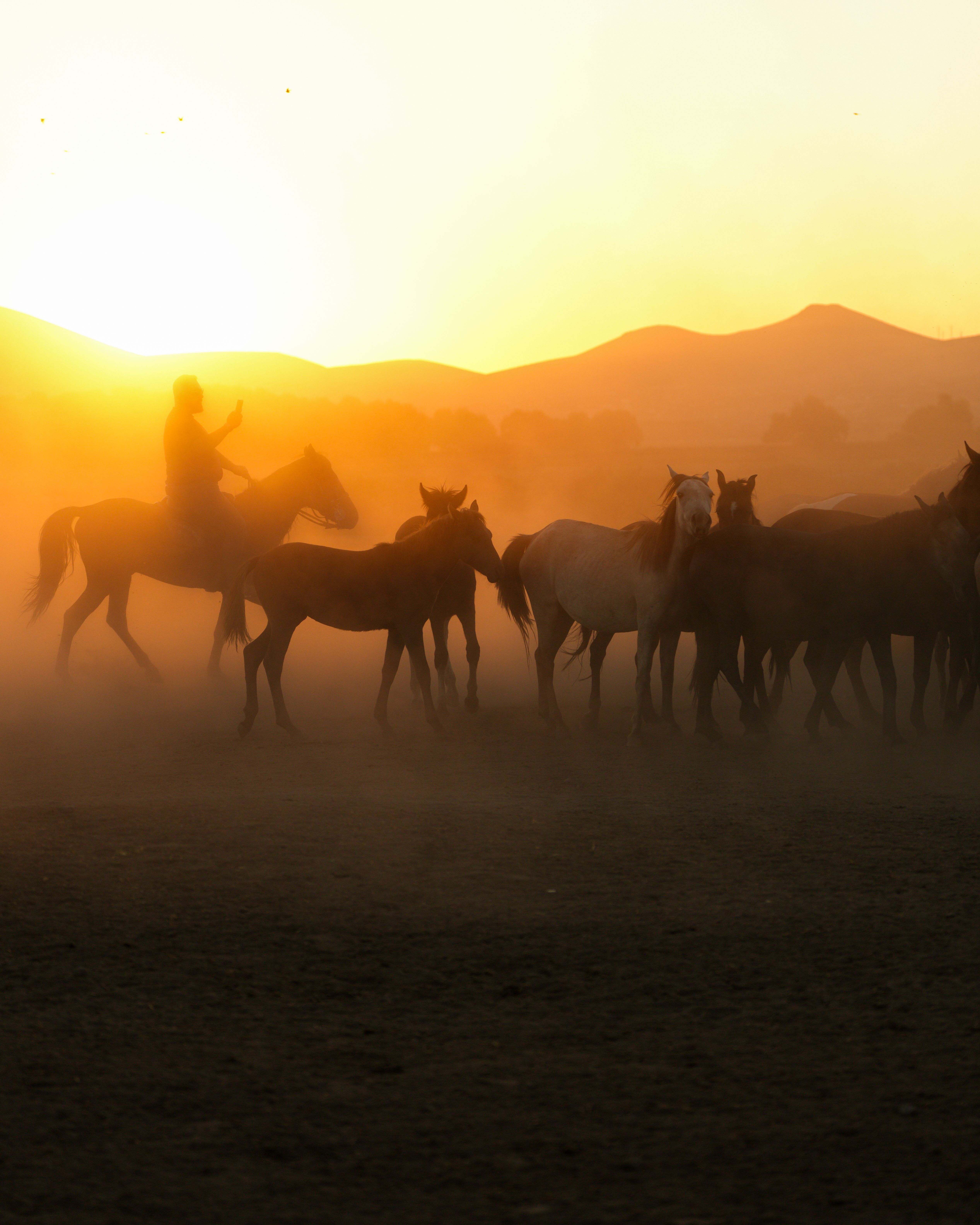 Herd of Horses at Sunset in Dusty Landscape · Free Stock Photo