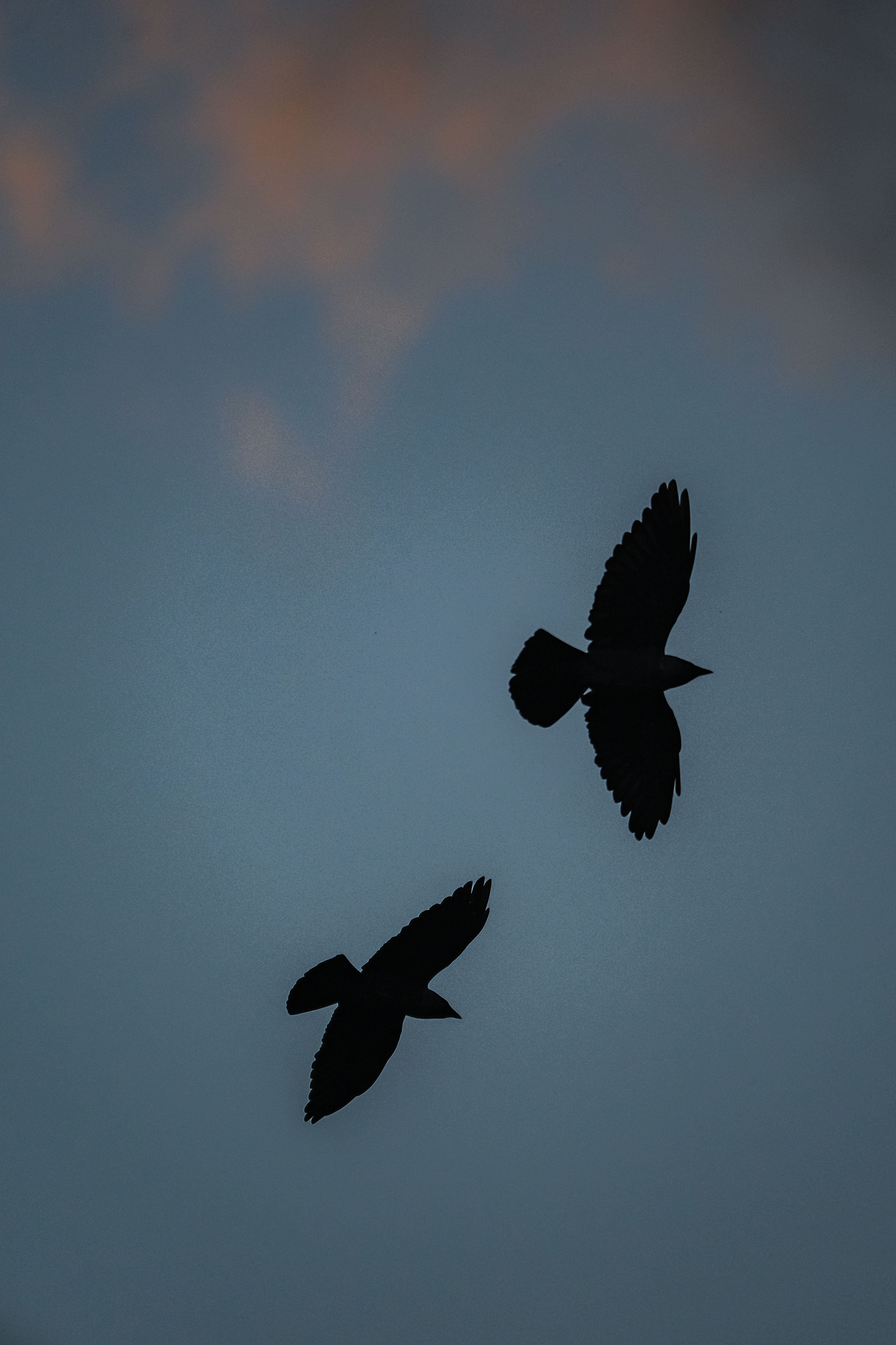 Two crows silhouetted against a dramatic dusk sky, showcasing freedom in nature.
