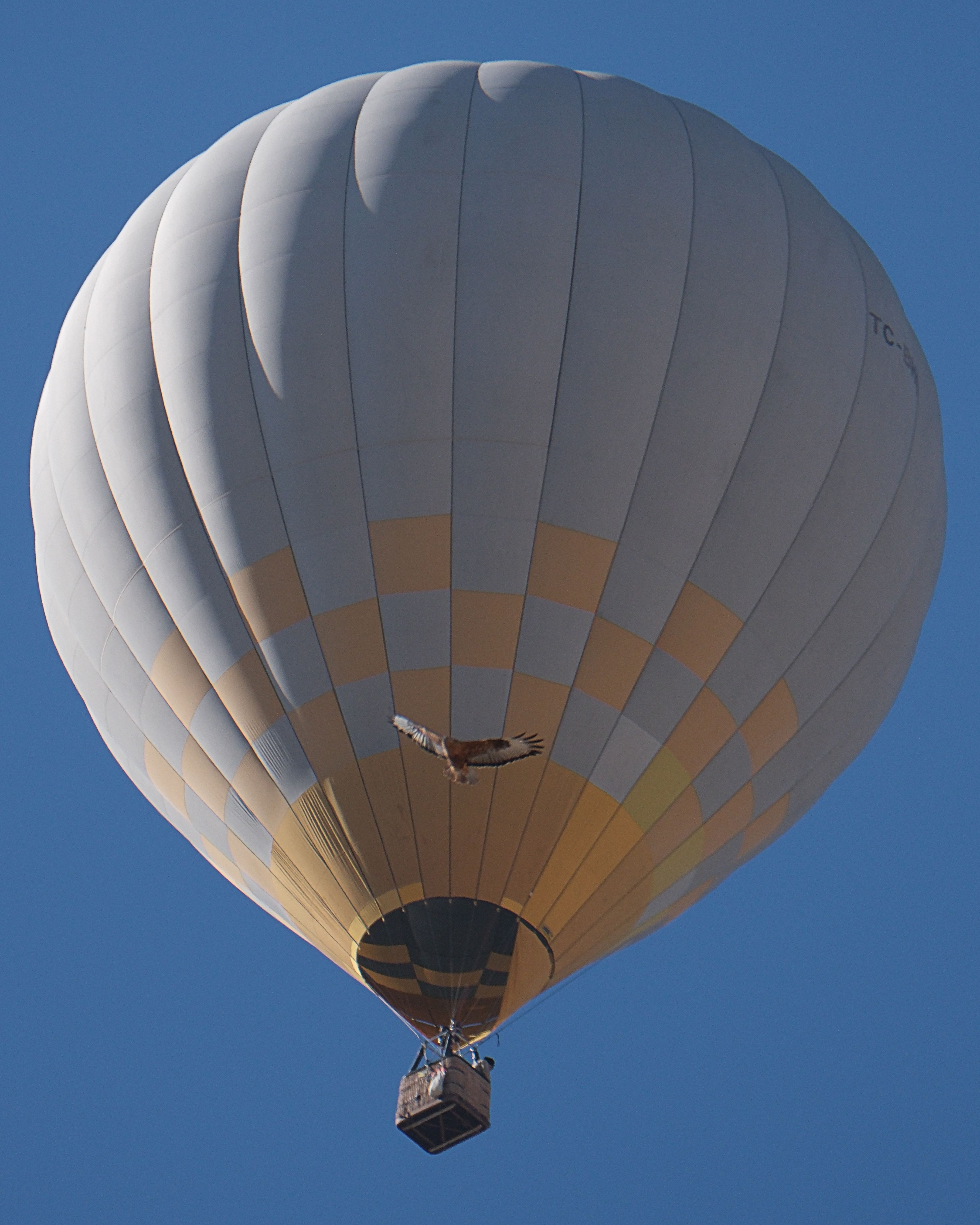 White Hot Air Balloon Against Clear Blue Sky · Free Stock Photo