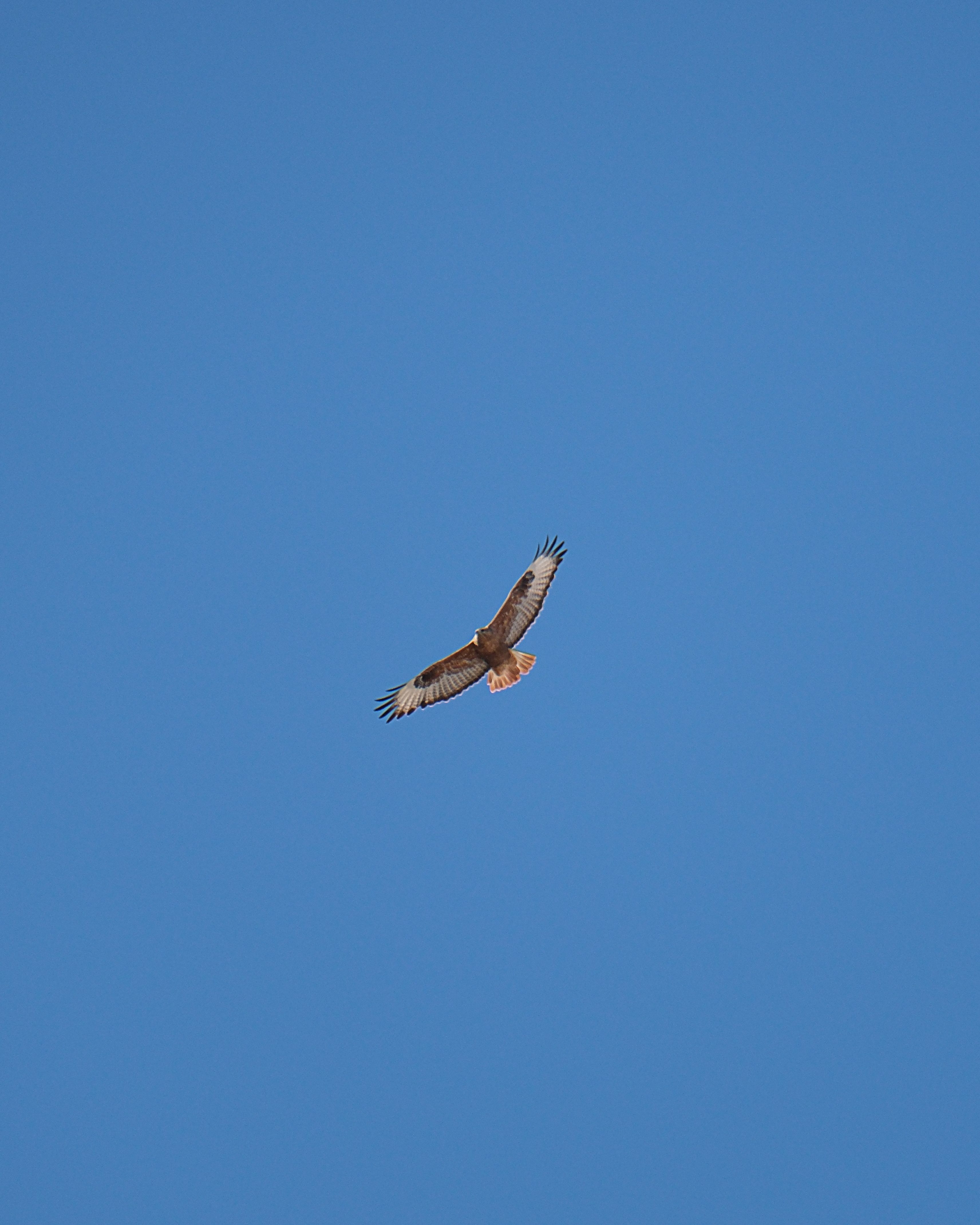 Red-tailed Hawk Soaring in Clear Blue Sky · Free Stock Photo