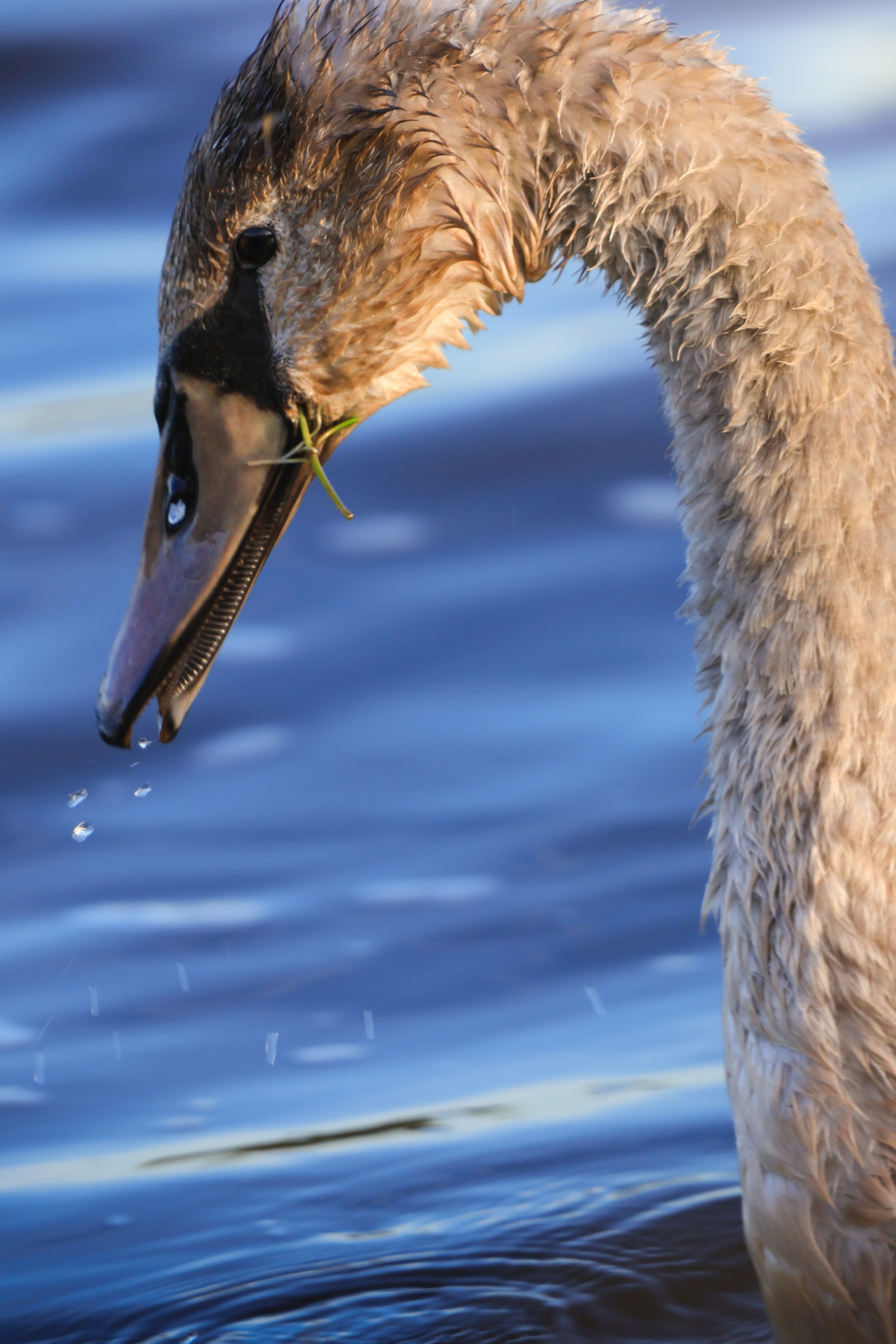 Close-up Portrait of a Majestic Swan in Water · Free Stock Photo
