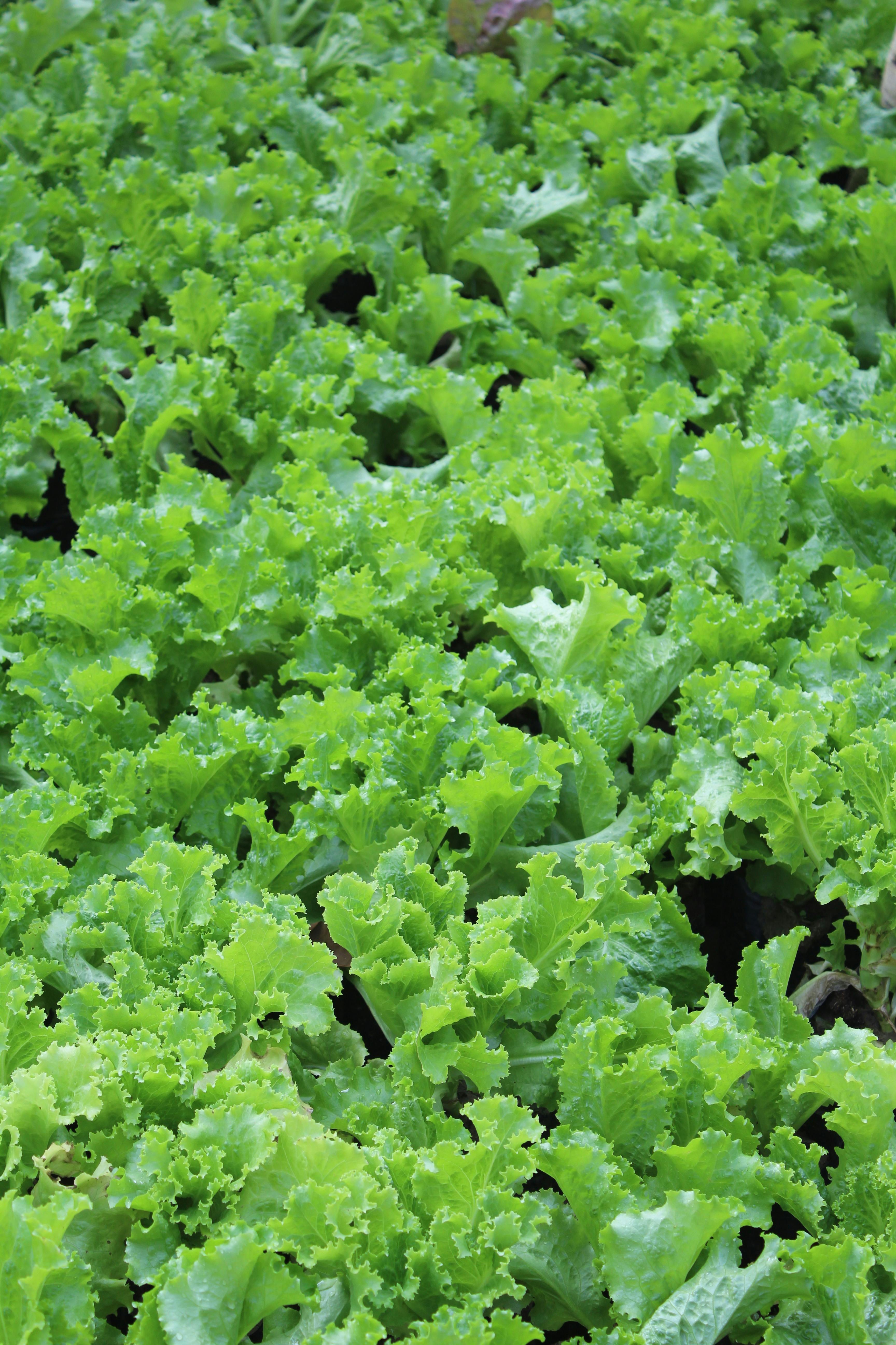 gardener harvesting lettuce in raised bed UK