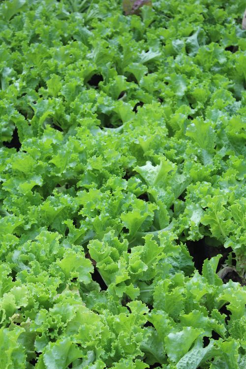 Free Vibrant leafy green lettuce growing in abundance in a lush, healthy field. Stock Photo