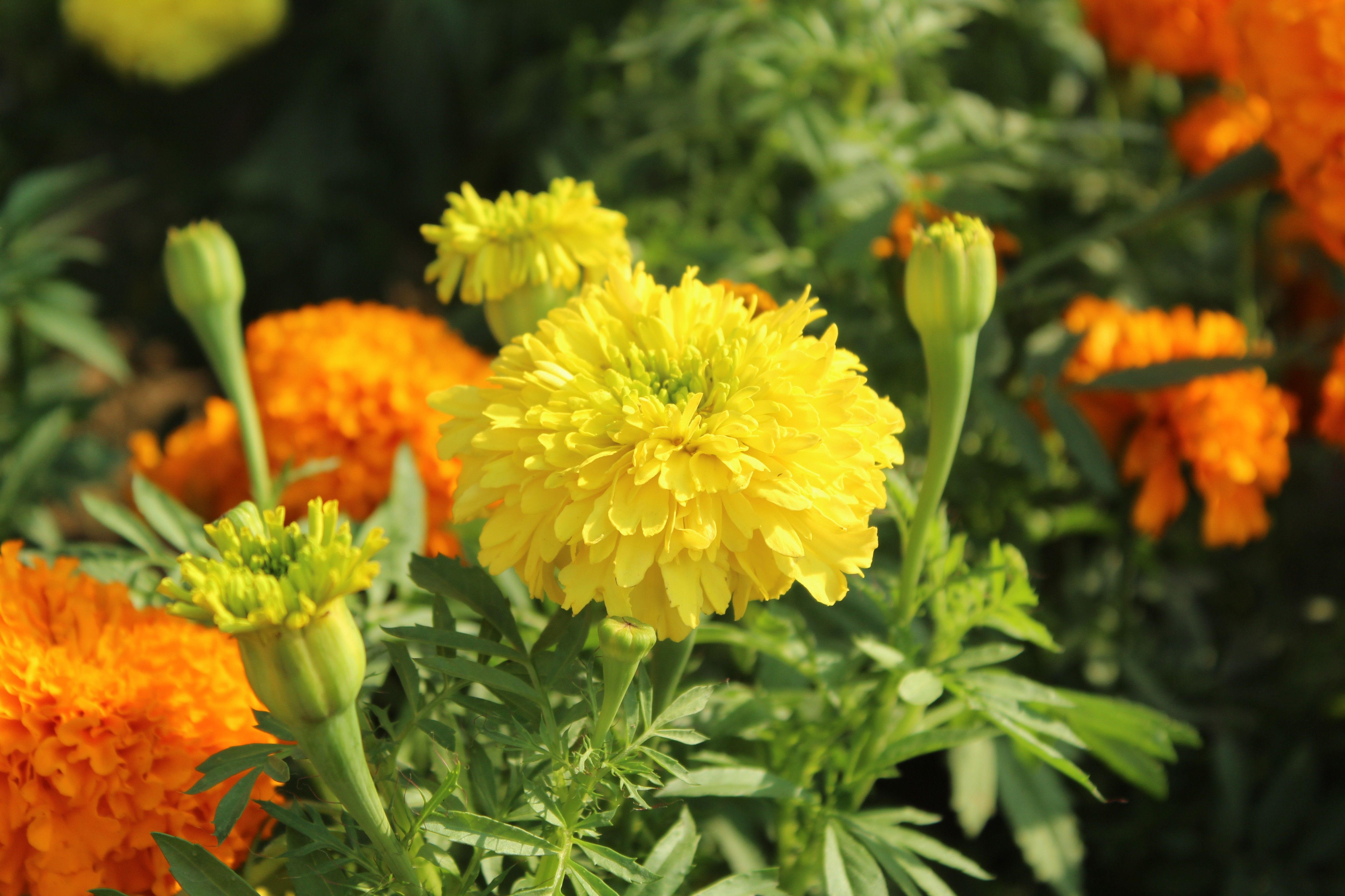 Vibrant Yellow and Orange Marigold Blooms · Free Stock Photo
